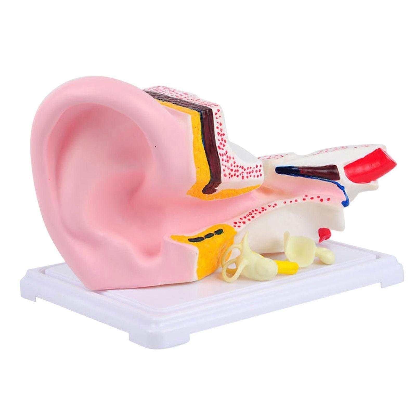 Human Ear Model for Teaching Desktop Display Classroom Demonstration