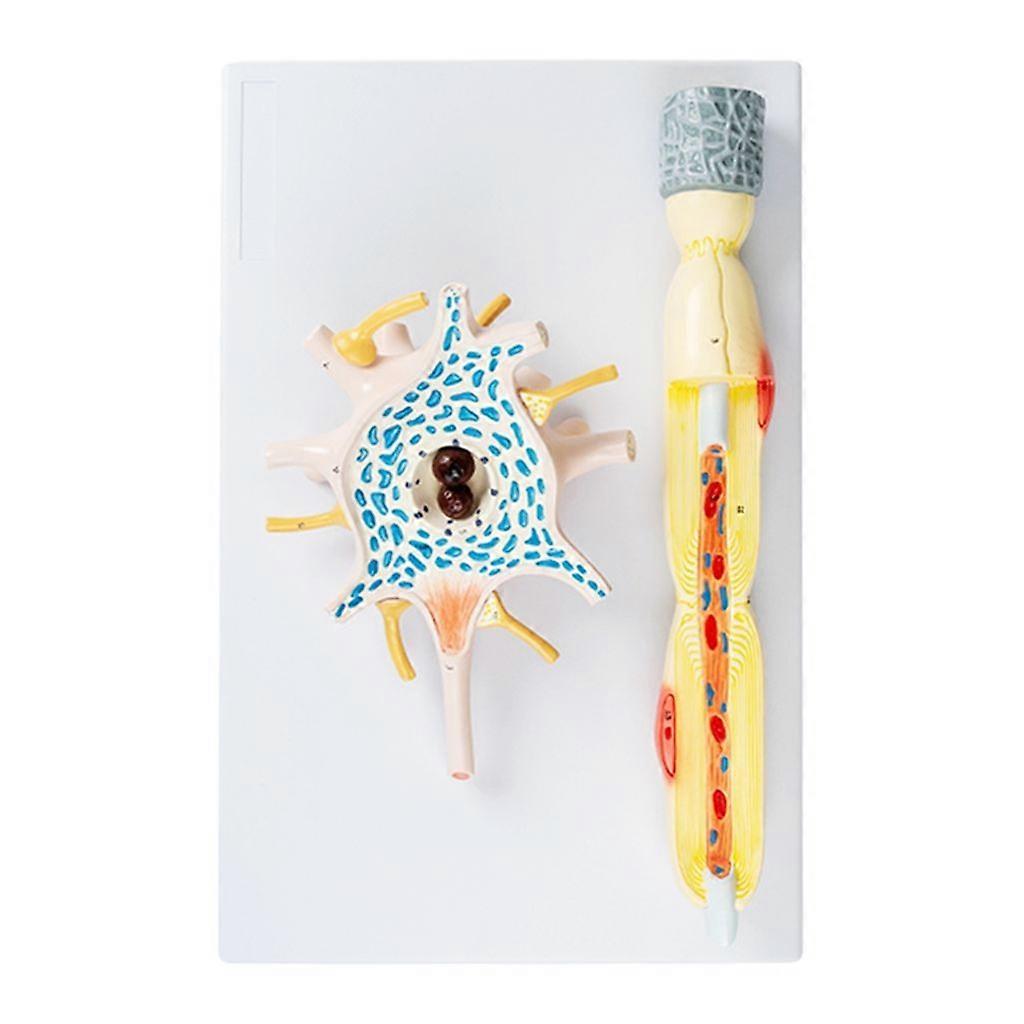 Amplification Model Teaching Neuron Amplification Model, Human Anatomy Models