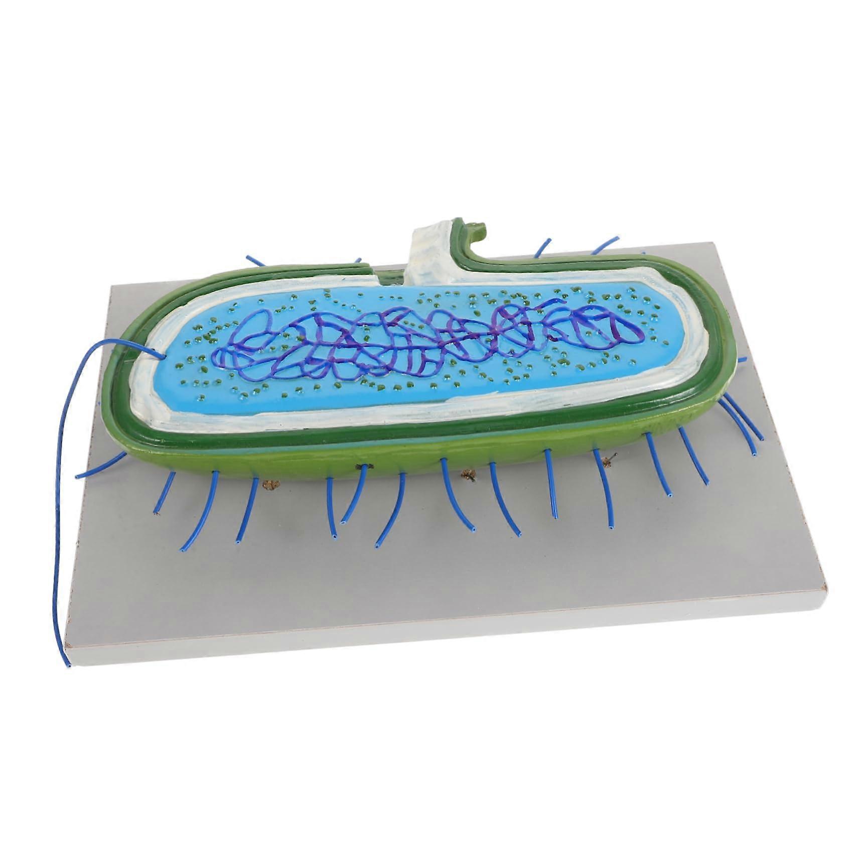 Biology Cell Model PVC Anatomical Teaching Aid with Detailed Visualization for Classroom and Lab