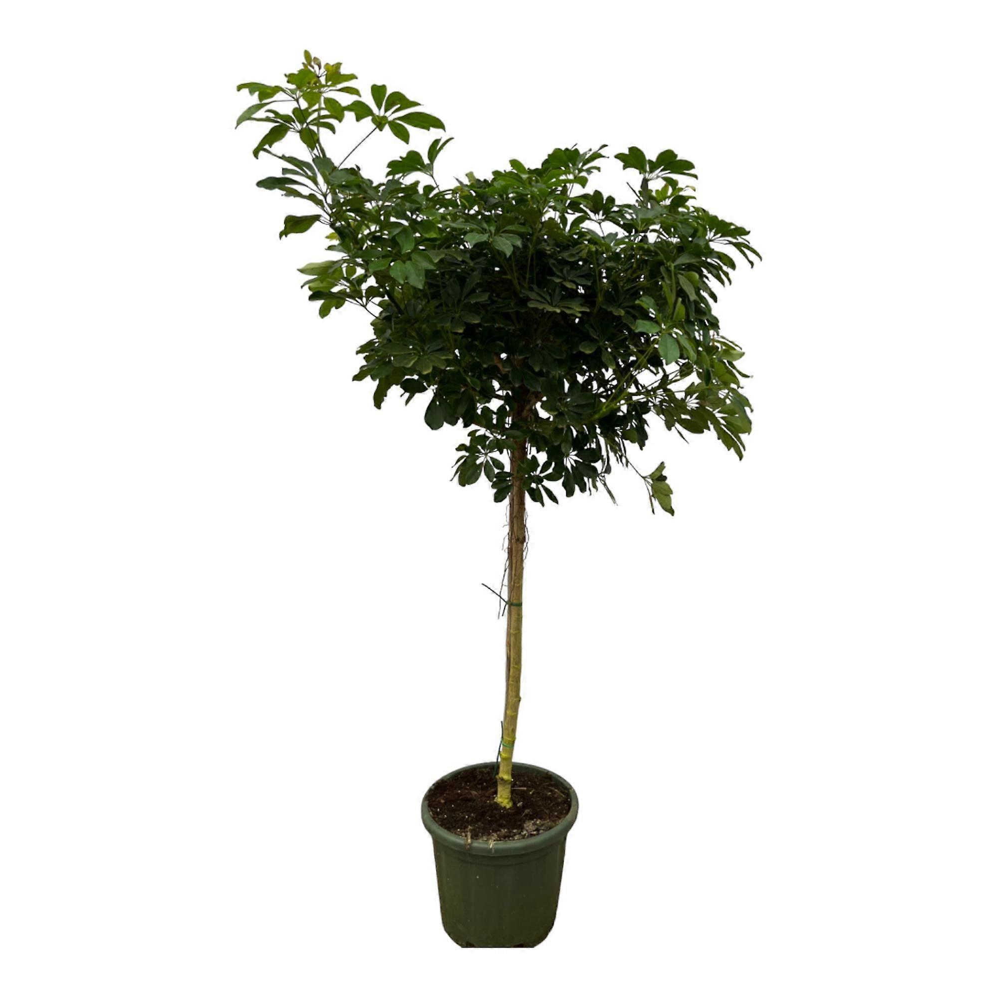 Schefflera Nora stam - 210-220cm - Ø45cm