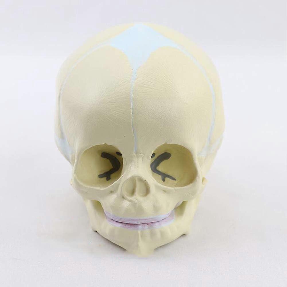 Anatomical Model of the Human Skull, Anatomical Model of the Human Skull, LifeSize Design, For Medical Research