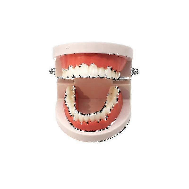 Dental Tooth Model For Teaching Dental Materials Dentist Tools