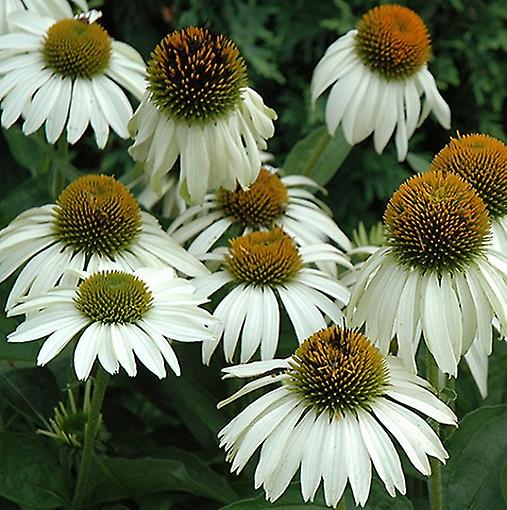 Echinacea Lebăda Albă. Coneflower.