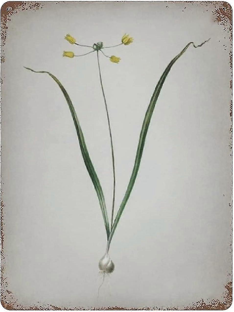 Placa de Metal Allium Scorzonera Folium Decoração 8x12 Polegadas OU 12x16 Polegadas Modo 1943