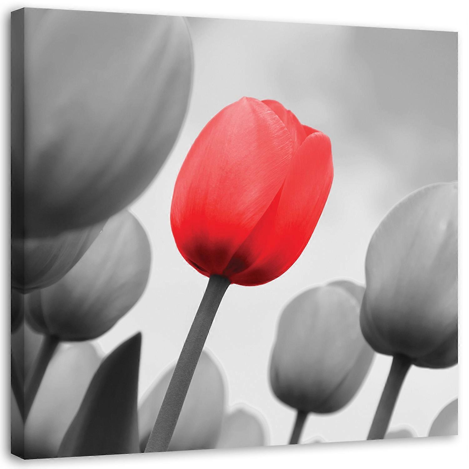 Fotobehang, Rode tulp in grijs - 50x50