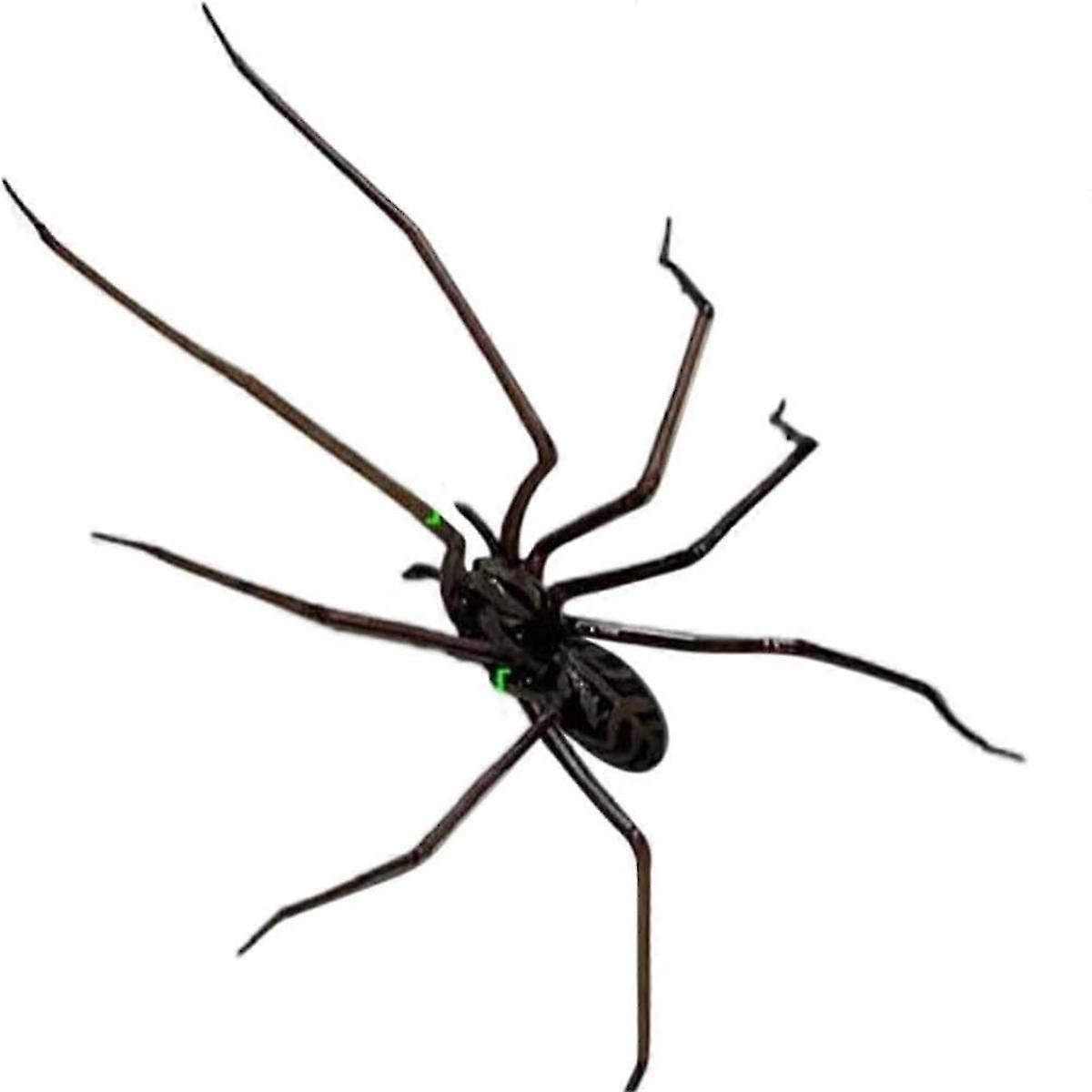 Spider Fridge Magnet, Realistic Spider Magnets, Cute Spiders Design A