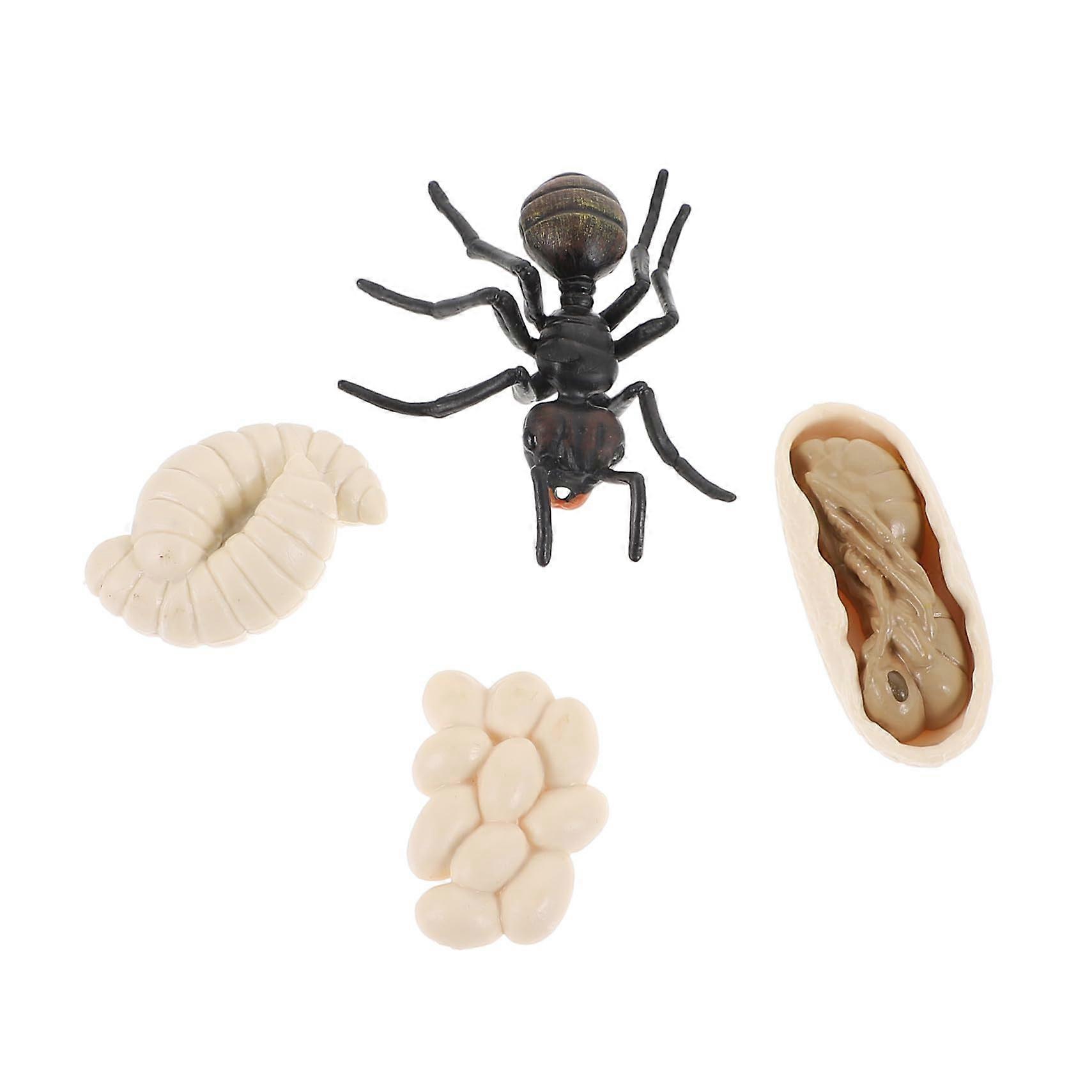 Ant Life Cycle Models with Clear Stages Educational Toy for Classroom and Science Study