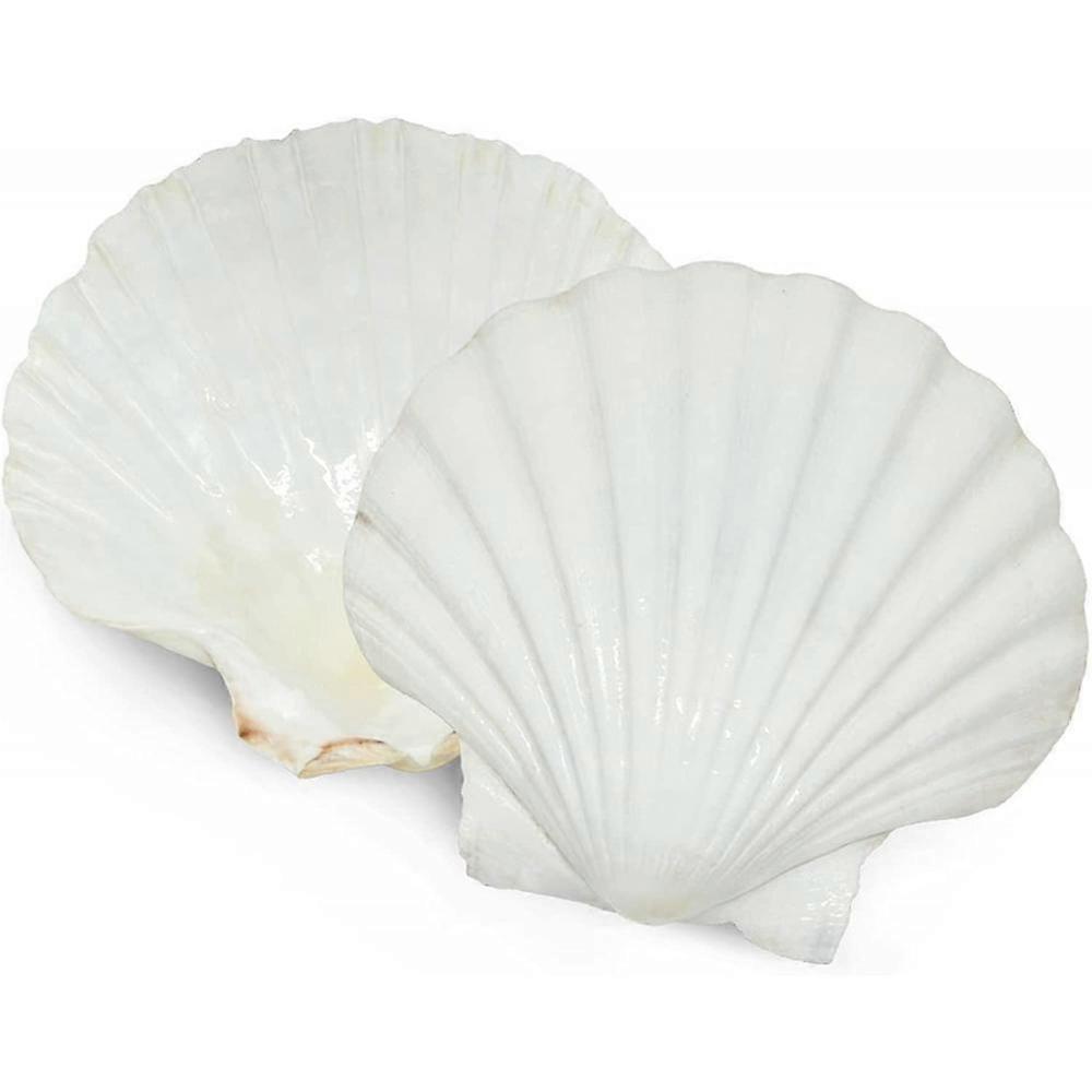 6pcs Scallop Shells For Serving Food,baking Shells Large Natural White Scallops From Sea Beach For Diy Craft Decor ITR