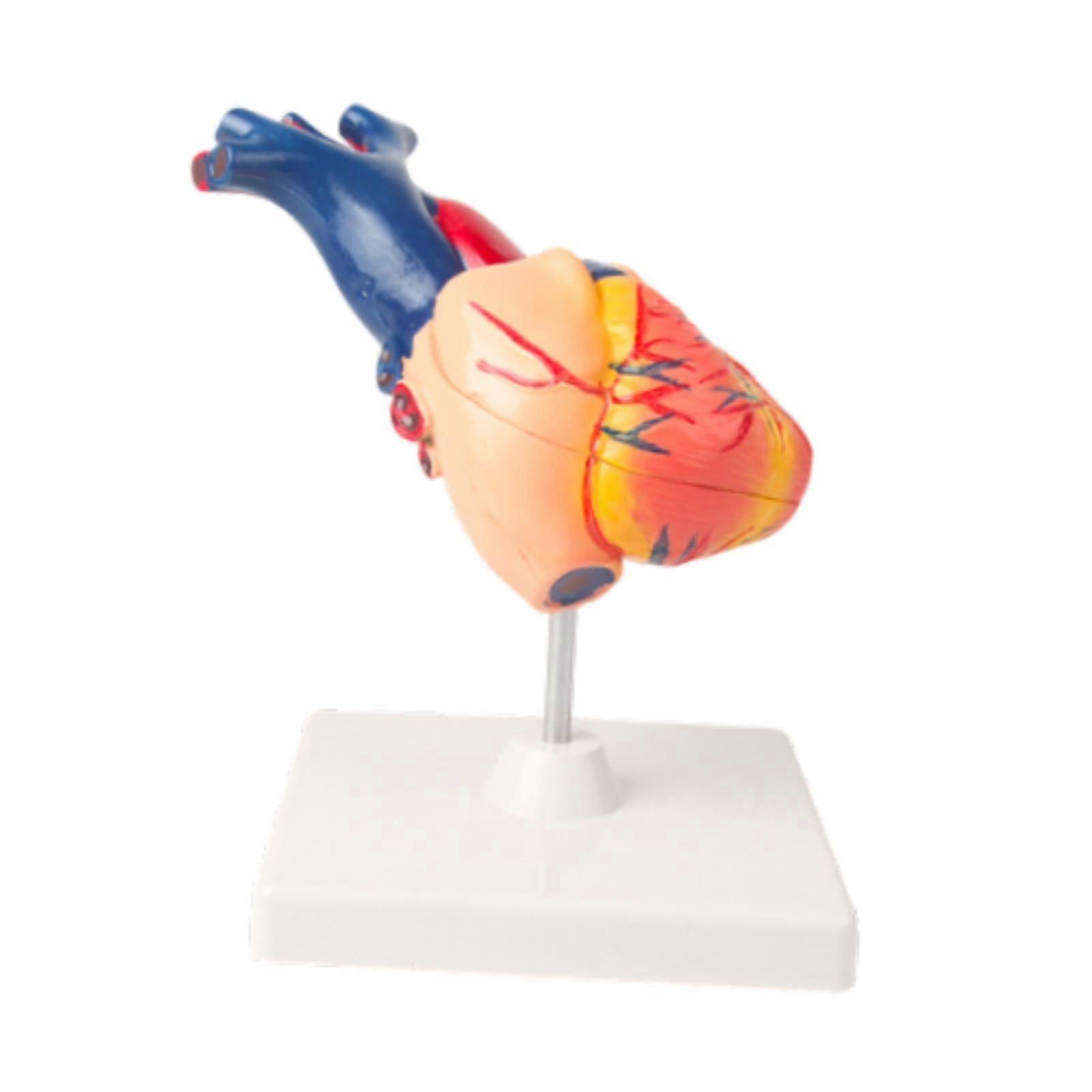 Human Heart Model Educational Professional Anatomically Accurate Heart Model