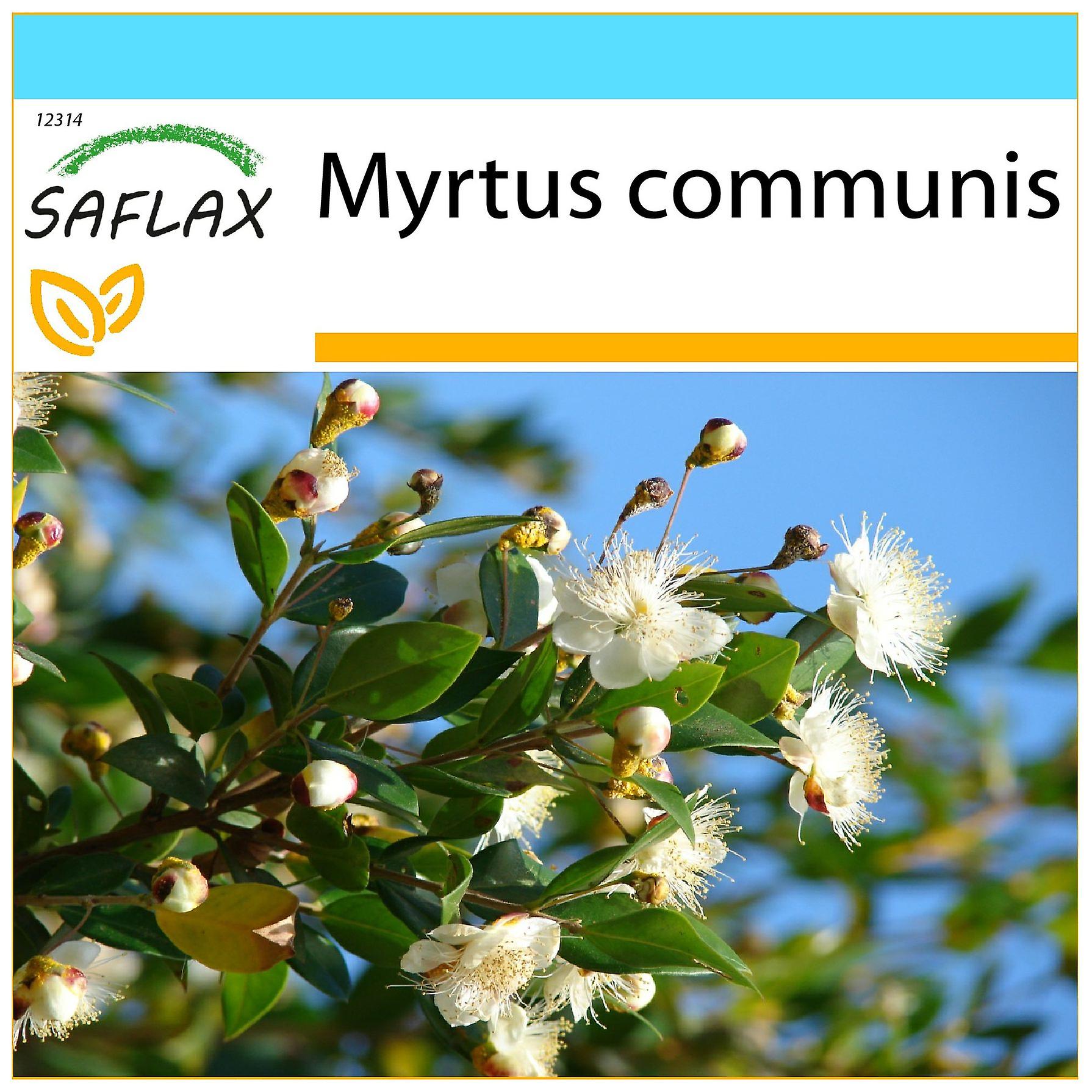 Saflax - Coffret cadeau - 30 graines - Myrte vrai - Myrte commun - Mirto - Mirto - Echte Myrte / Brautmyrte