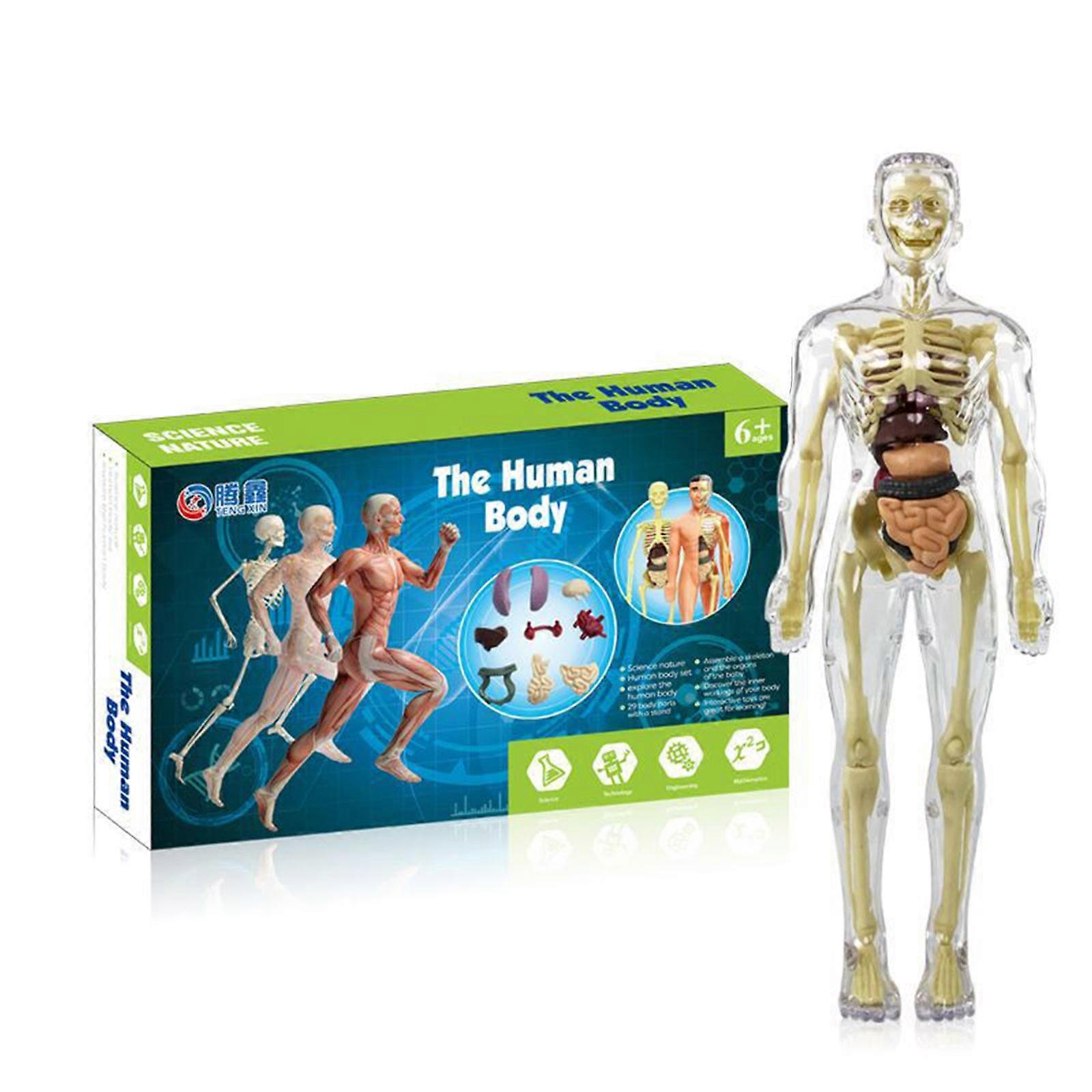 3D Human Body Torso Model for Kid Anatomy Model Skeleton