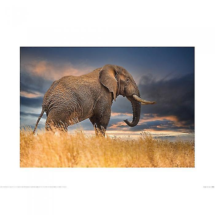 Mario Moreno L'Elefante Poster