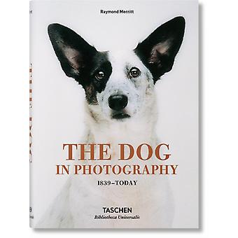 Dog In Photography 1839today - Raymond Merritt