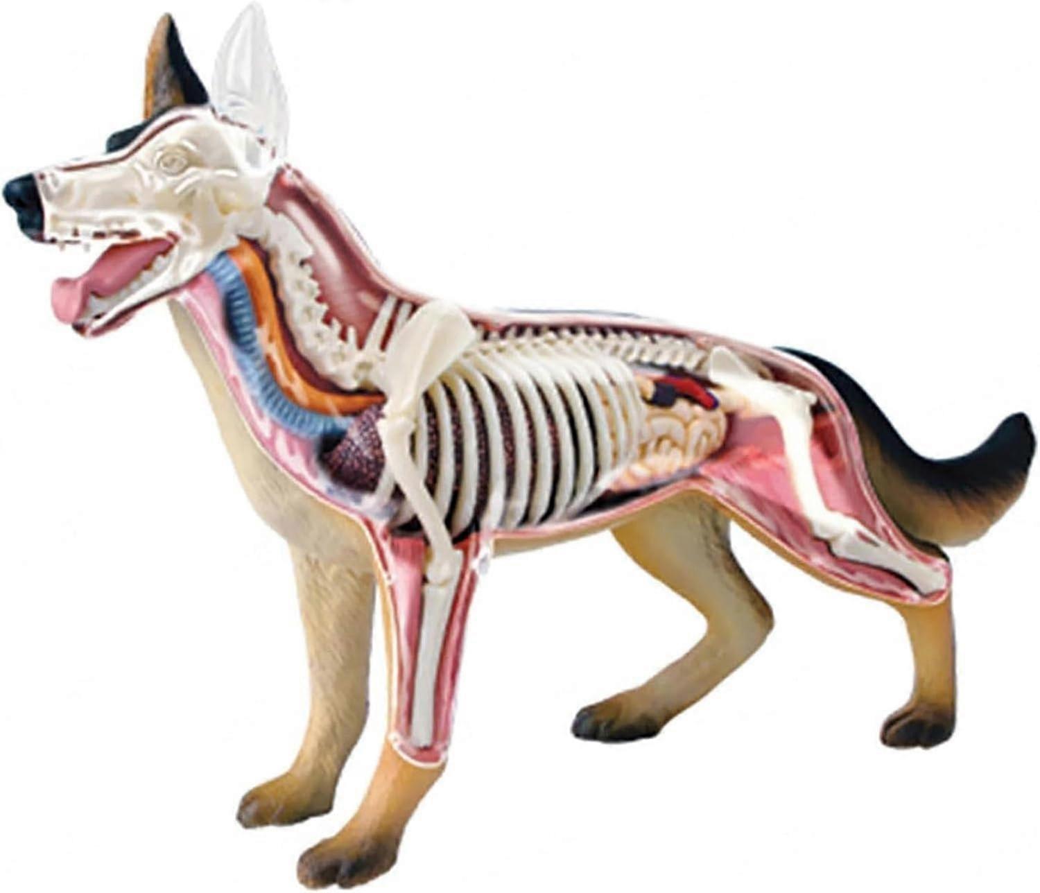 4D Canine Anatomy Model With Removable Organs, 29Part Canine Skeleton For Veterinary Training And Teaching Demonstrations