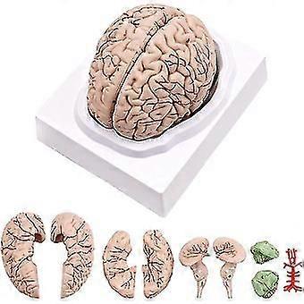 Human Brain,life Size Human Brain Anatomy Model With Display Base, For Science Classroom Study & Te