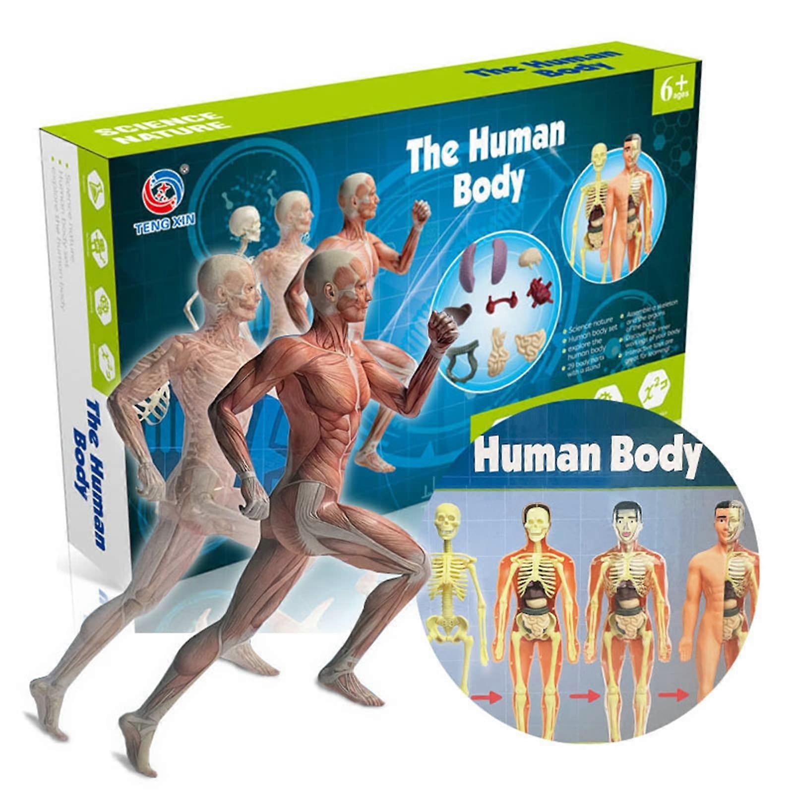 Human Anatomy Model with Detachable Organs and Bones for Students STEM Learning Classroom Display