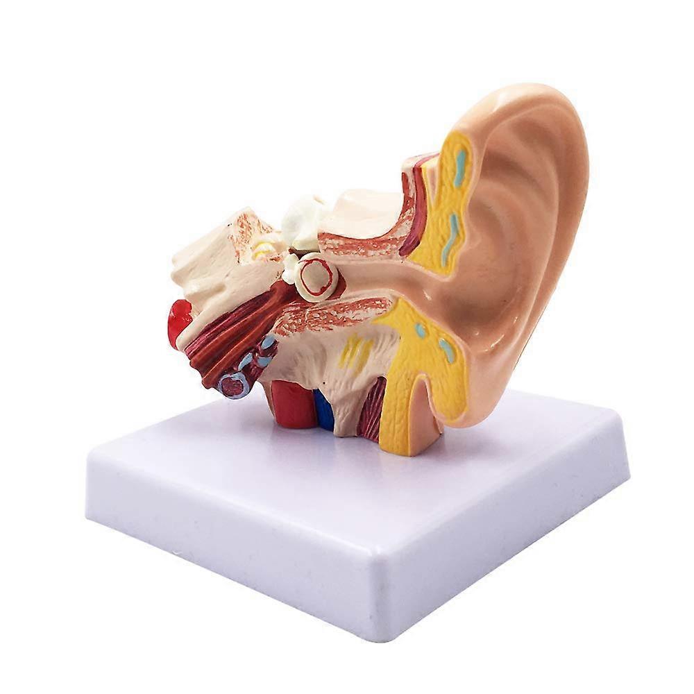 1.5X Human Ear Anatomy Model - Professional Desktop Inner Ear Structure Simulation Model for Educat