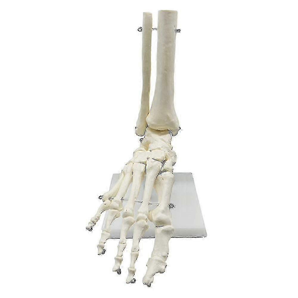 1:1 Menschliches Skelett Fuß Anatomie Modell Fuß und Knöchel mit anatomischem Modell Anatomie Lehre Resourc