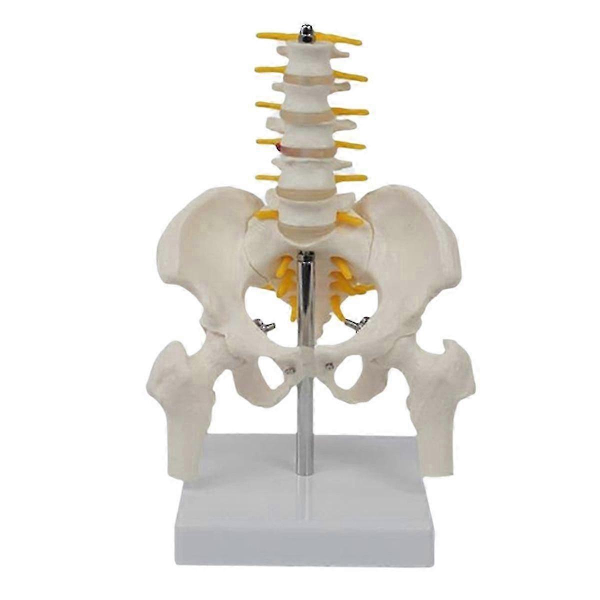 Human Lumbar Vertebra Model Female Pelvis Model Hip Female Anatomy Model Bone Pelvic Anatomical Models 1/2 Life Size