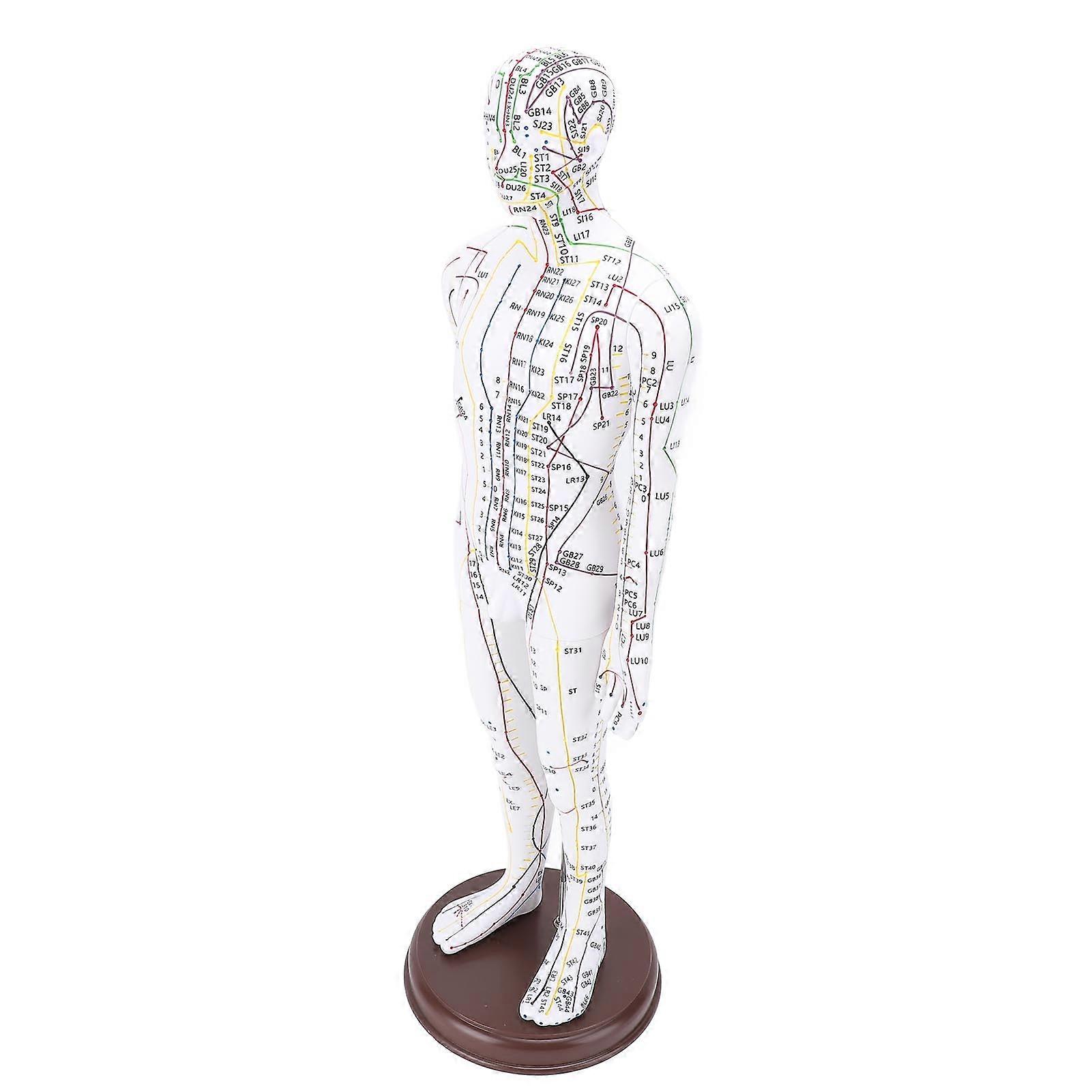 52cm Full Body Acupuncture Model PVC with Base for Teaching