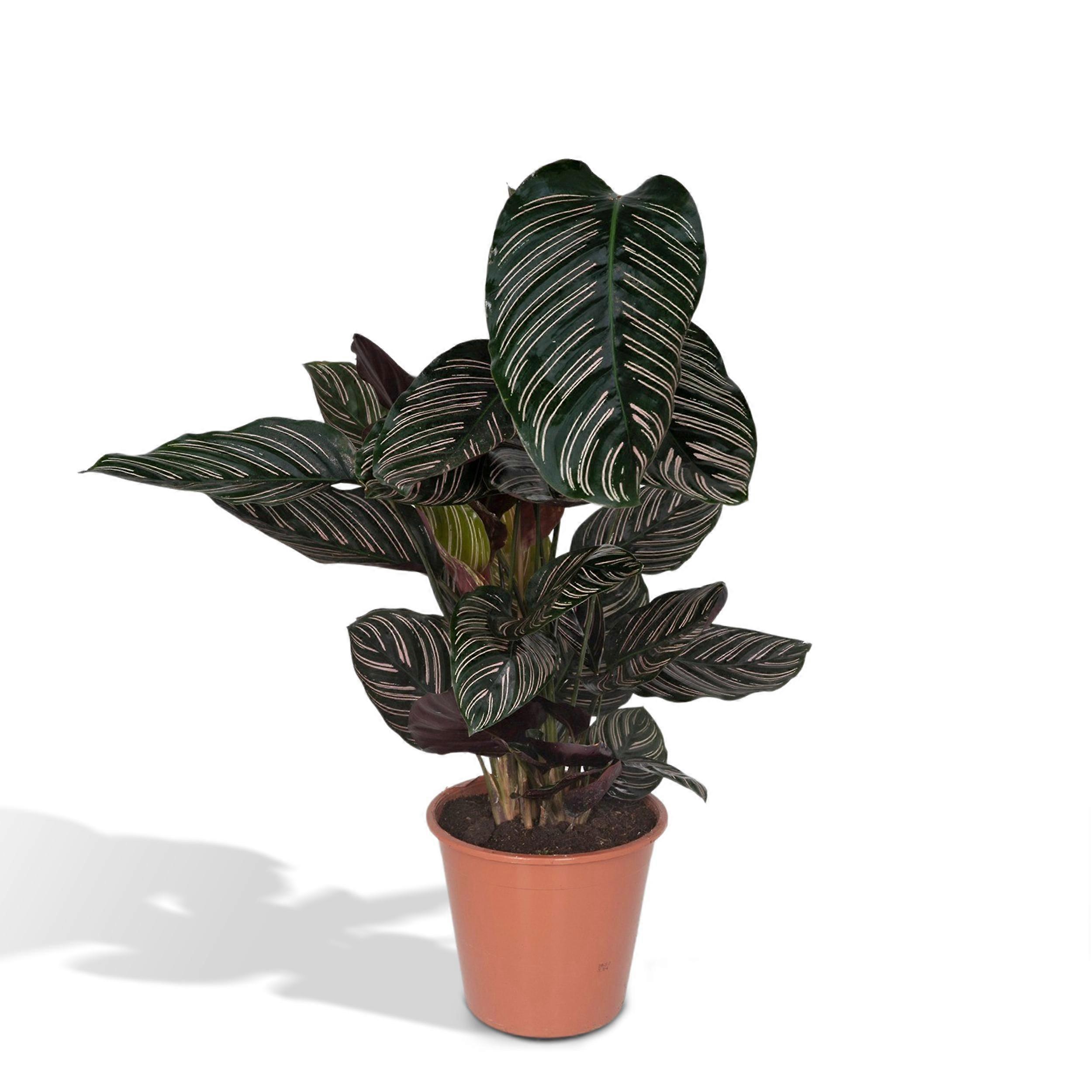 Calathea Ornata - 65-75cm - Ø19cm
