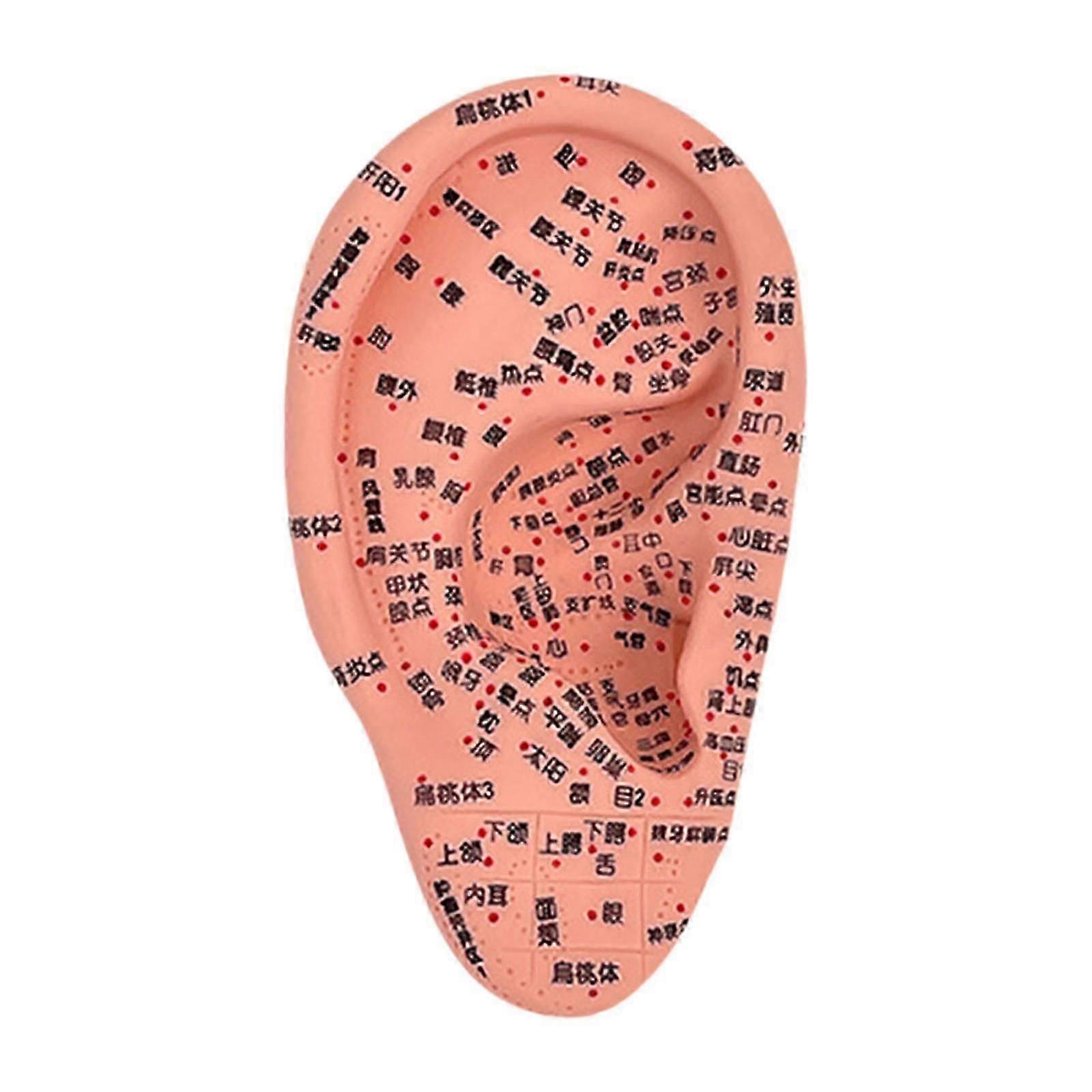 Ear Acupuncture Model Reflexology Acupoint Learning Display Multifunctional Study Smooth Auricular Acupoint Model School Tool