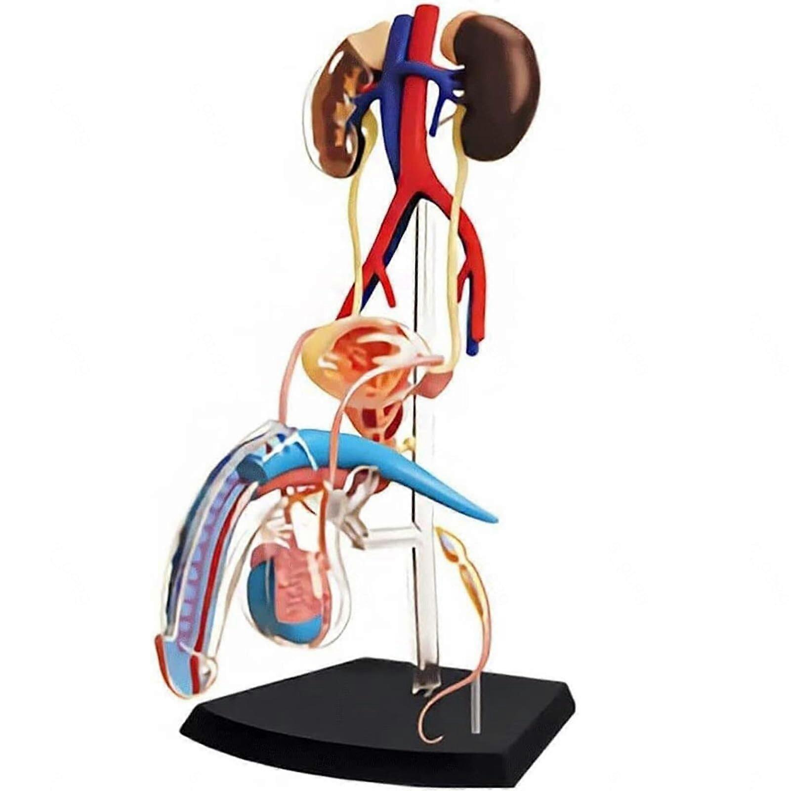 4D Male Reproductive Anatomy Model - 1:2 Scale 25-Part Anatomical Model of Human Reproductive System Organs