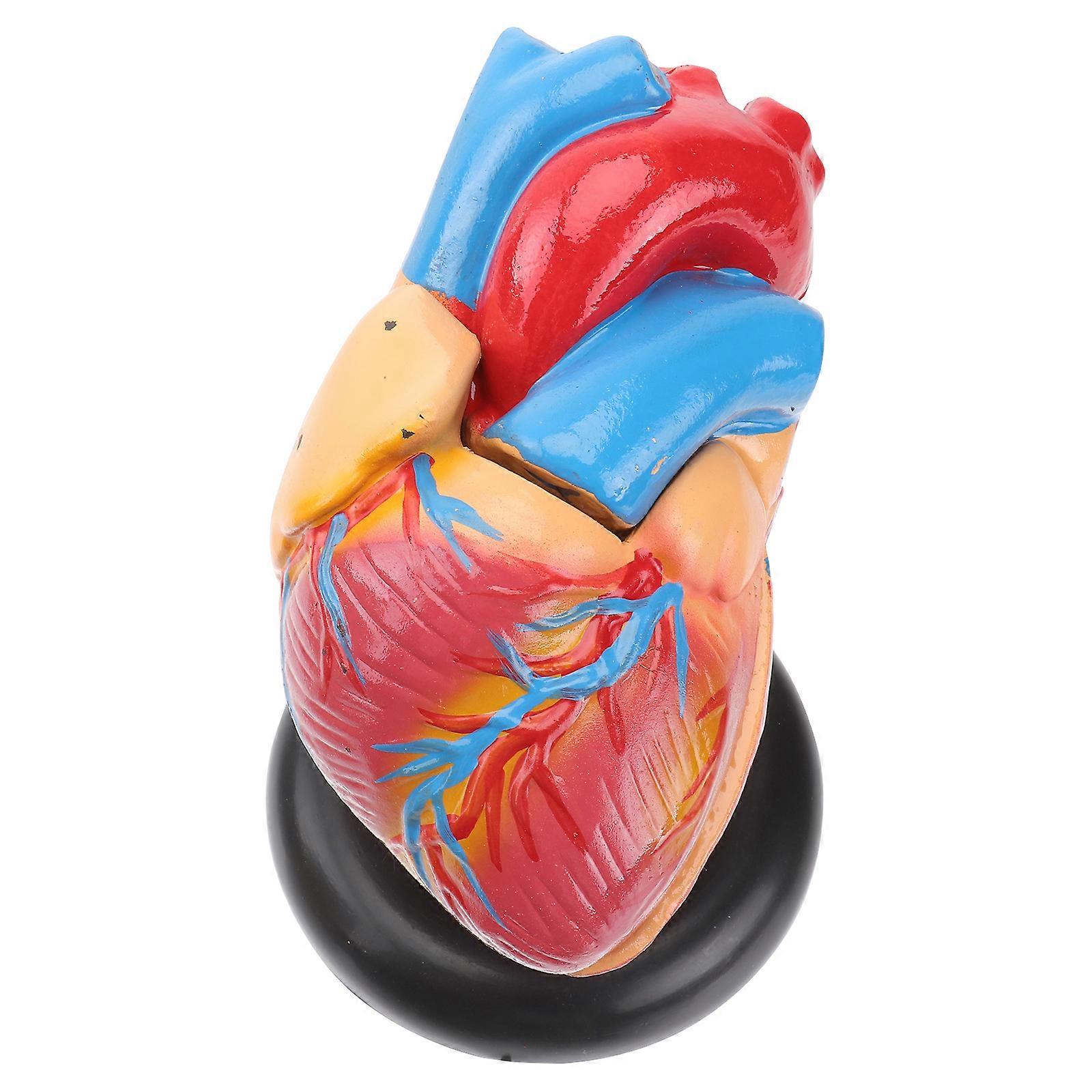 Heart Anatomy Model for Teaching 1Pcs Human Heart Anatomical Model