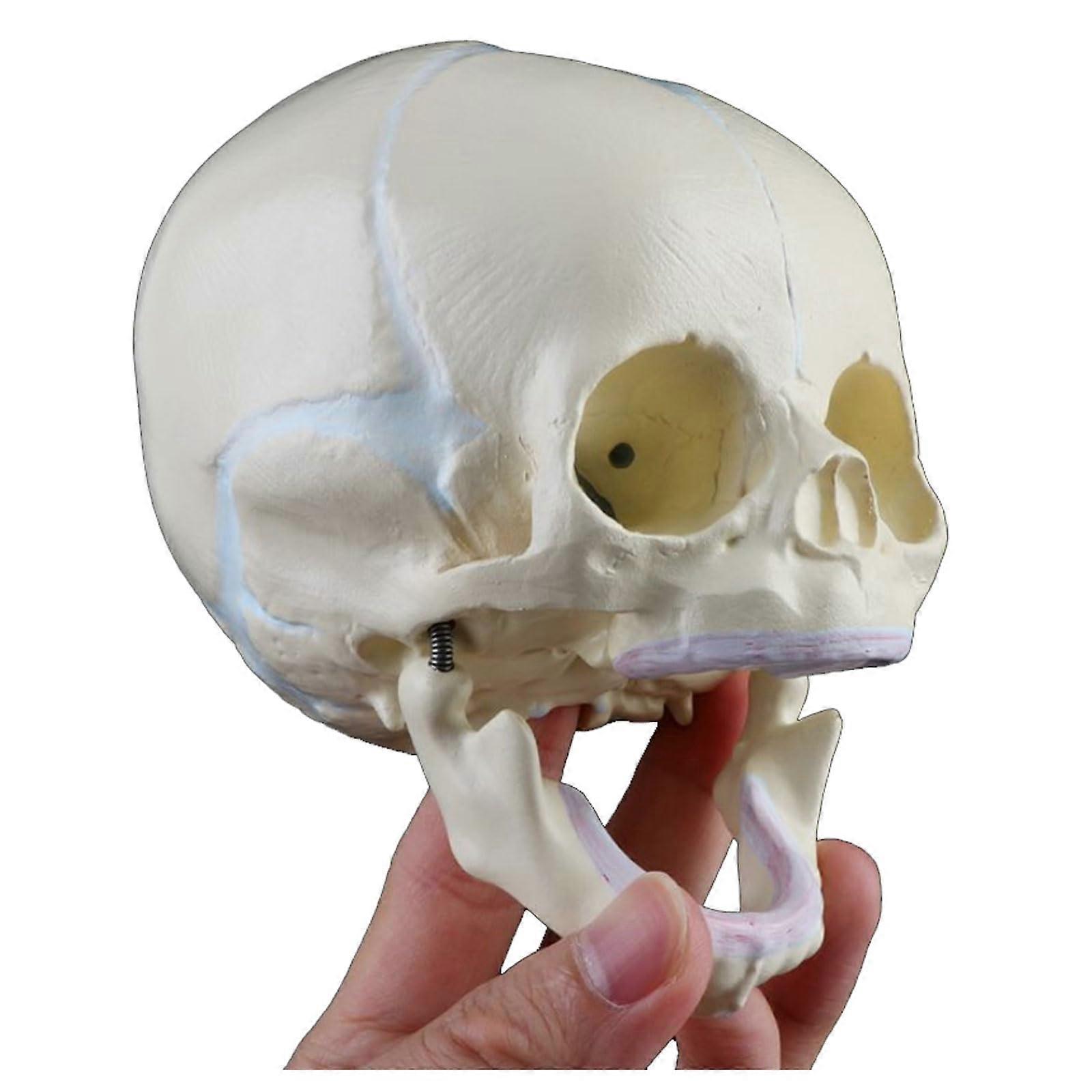 Lifesize Anatomical Human Skull Model with Sutures for Clear Anatomy Visualization and Classroom Study