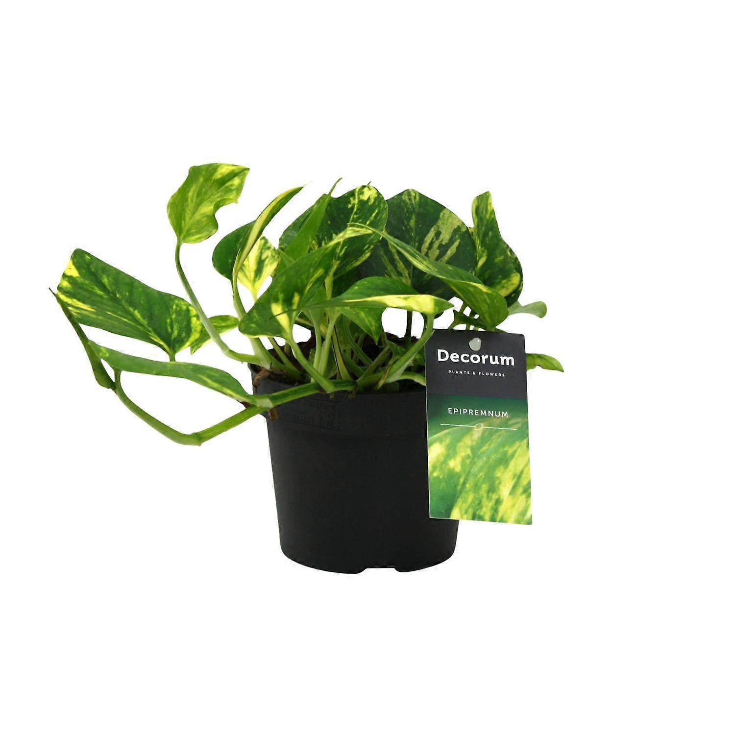 Scindapsus (Epipremnum) N'joy Gold - 25cm - Ø12cm