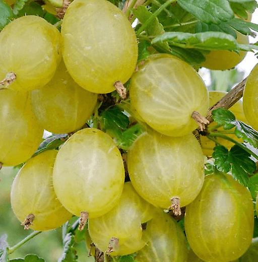 Egres. Teljes szezoncsomag