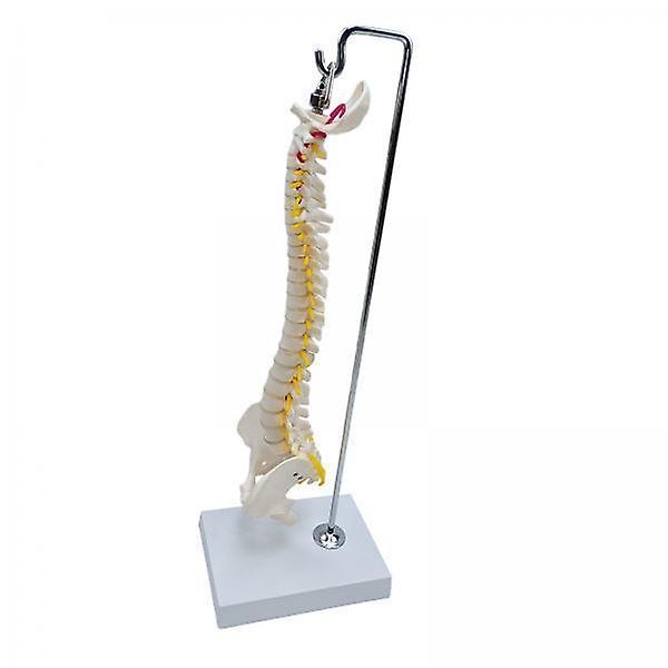 Set of 2 Spine Model Life Size 45cm Anatomical Vertebral Column with Base