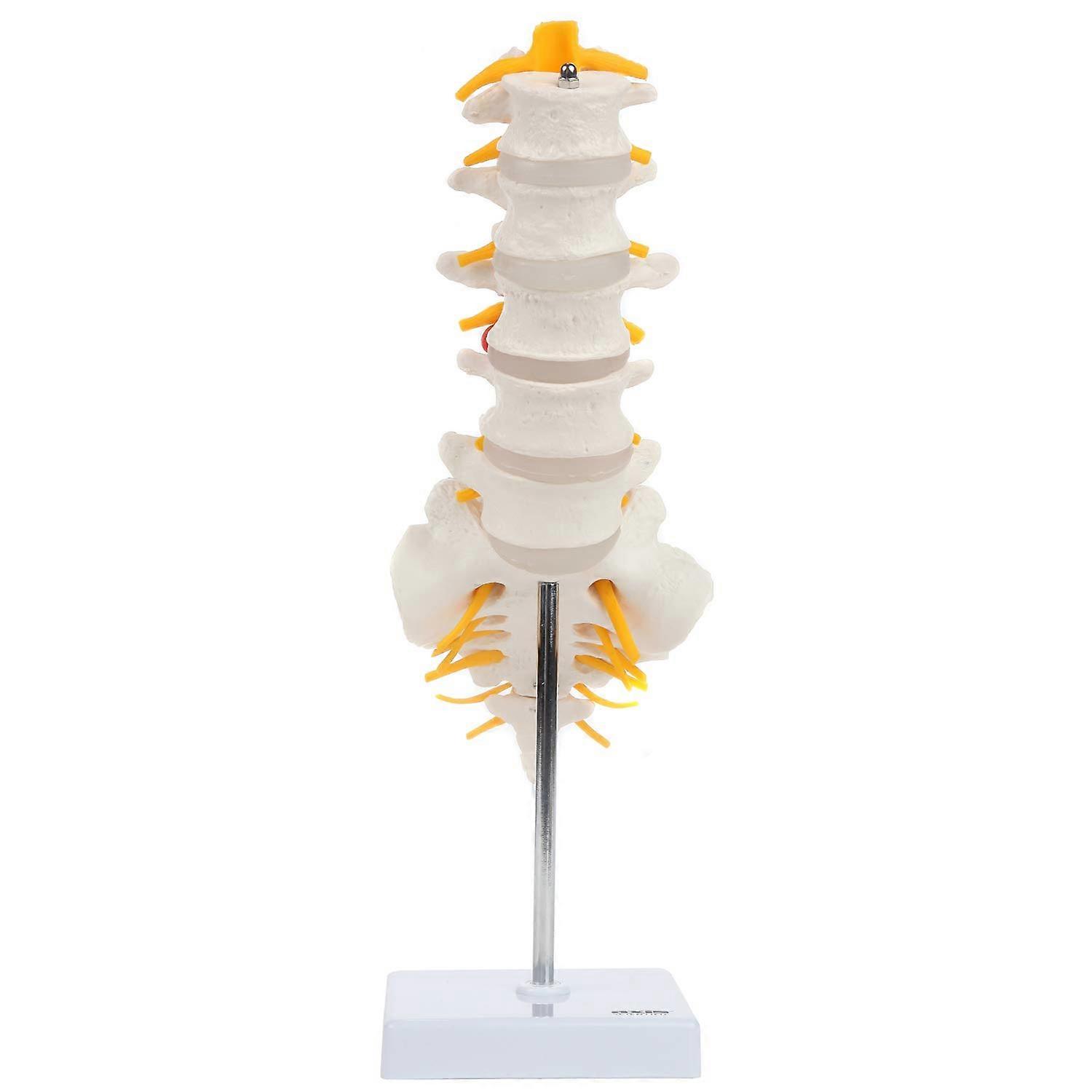 Lumbar Spine Anatomy Model with Sacrum and Spinal Nerves, Lumbar Vertebrae, Vertebral Model, Spinal Model Didactic Replica