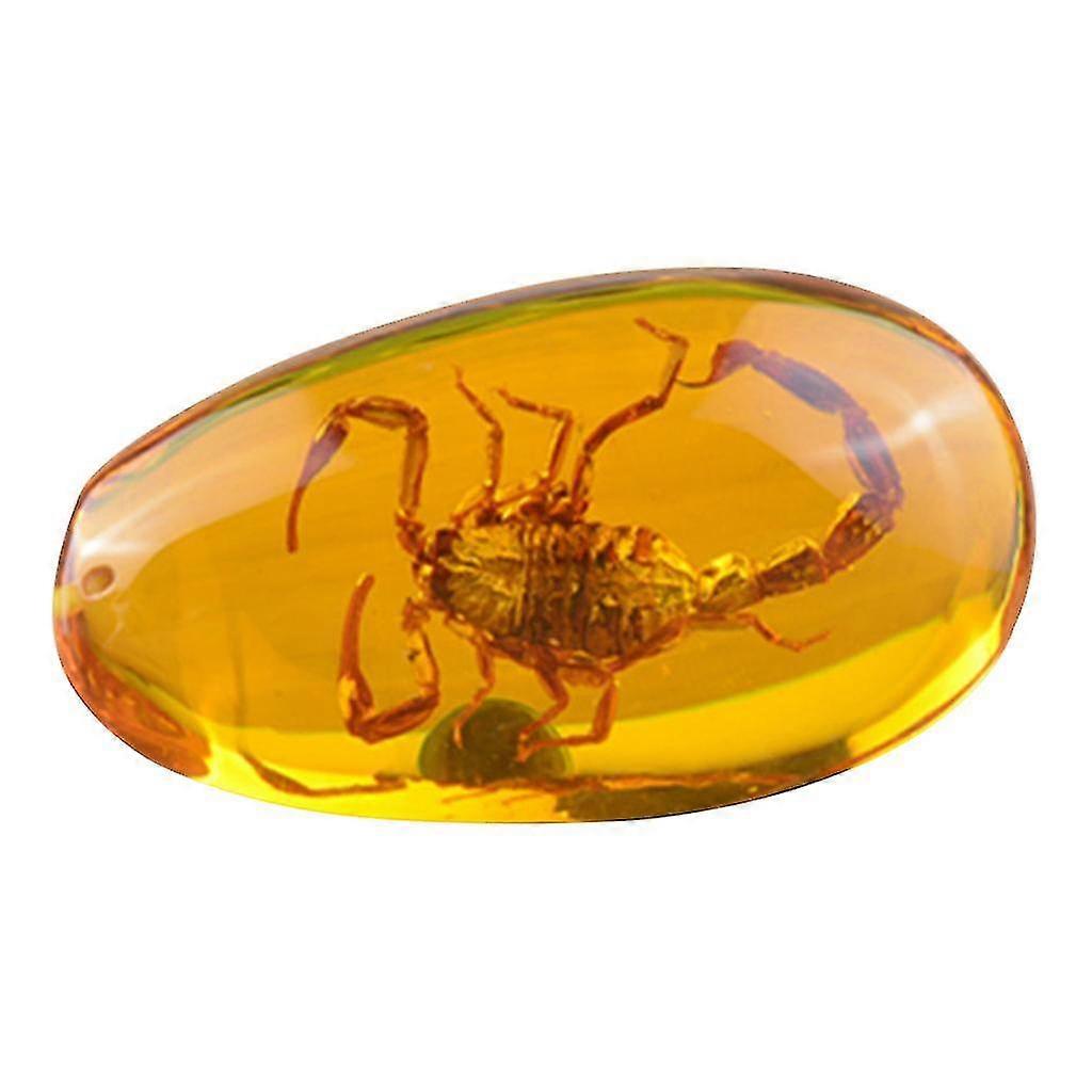 Insecte Ambre Papillon Scorpions Golden Clear Block Education Vrai Spécimen