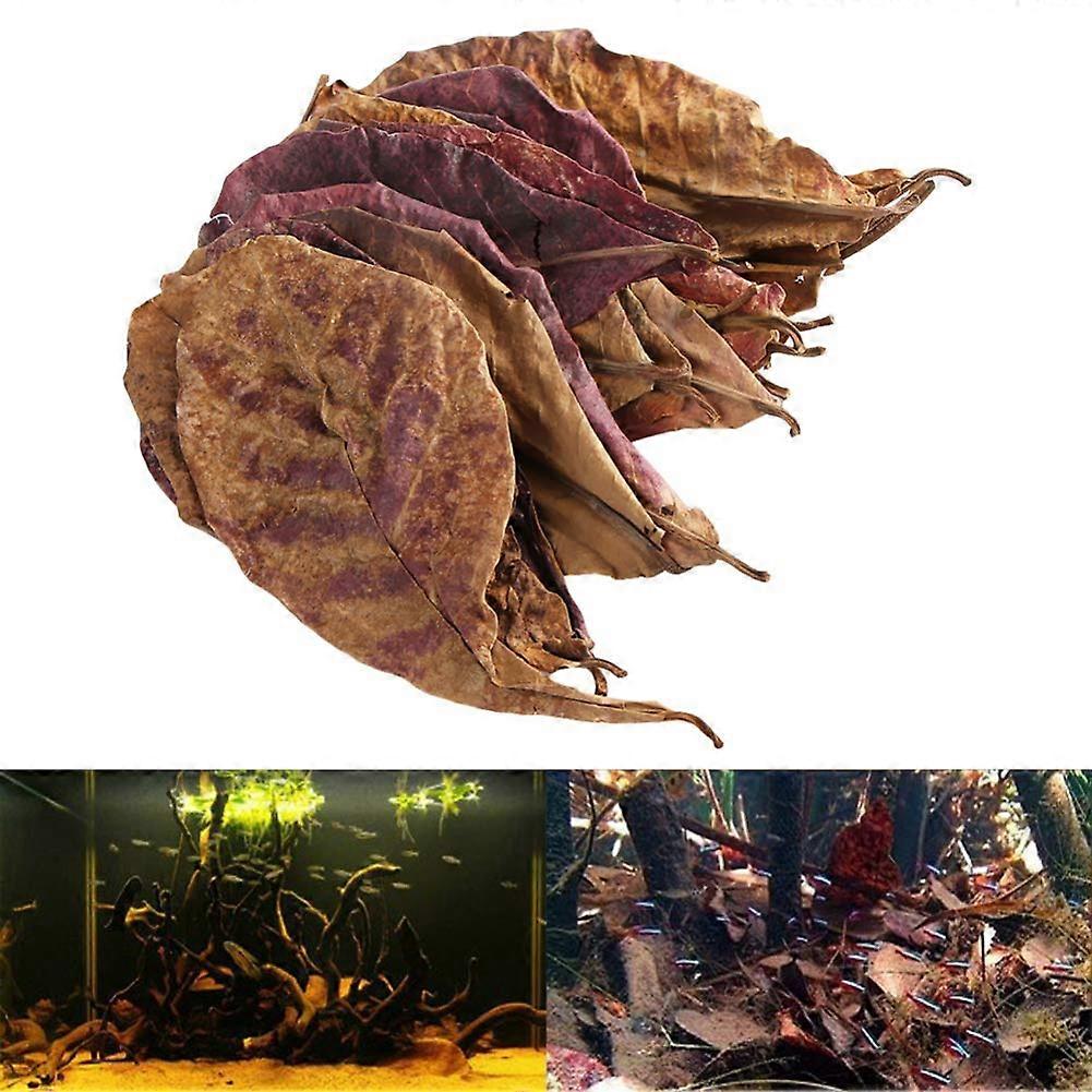 20g Natural Catappa Tree Foetida Leaves for Aquarium Cleaning and Treatment, Island Almond Leaf