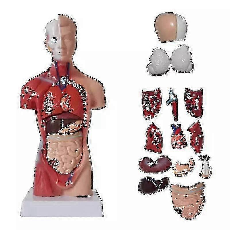 Unisex Menschlicher Rumpf Körper Anatomie Anatomisches Modell Innere Organe Skelettsystem Tw