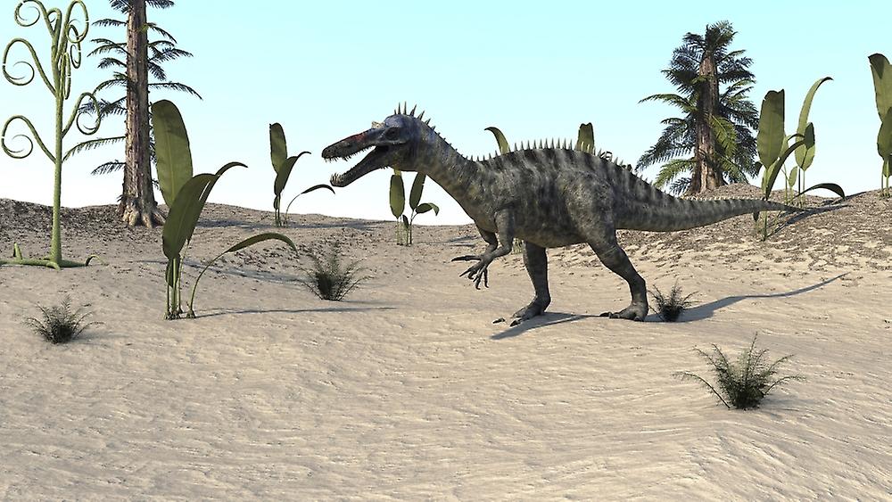 Suchomimus walking through an open desert. Poster
