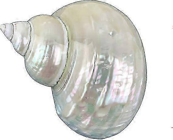 White Jade Turbo Pearled Sea Shells&Hermit Crab Sea Shells,Turbo Shells 3-1/2"~4" Inch