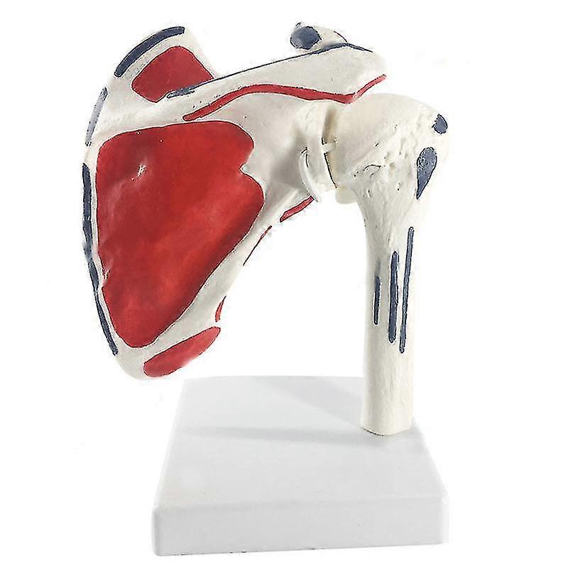 Human Shoulder Joint Anatomy Model Medical Science Teaching Resources Dropshipping