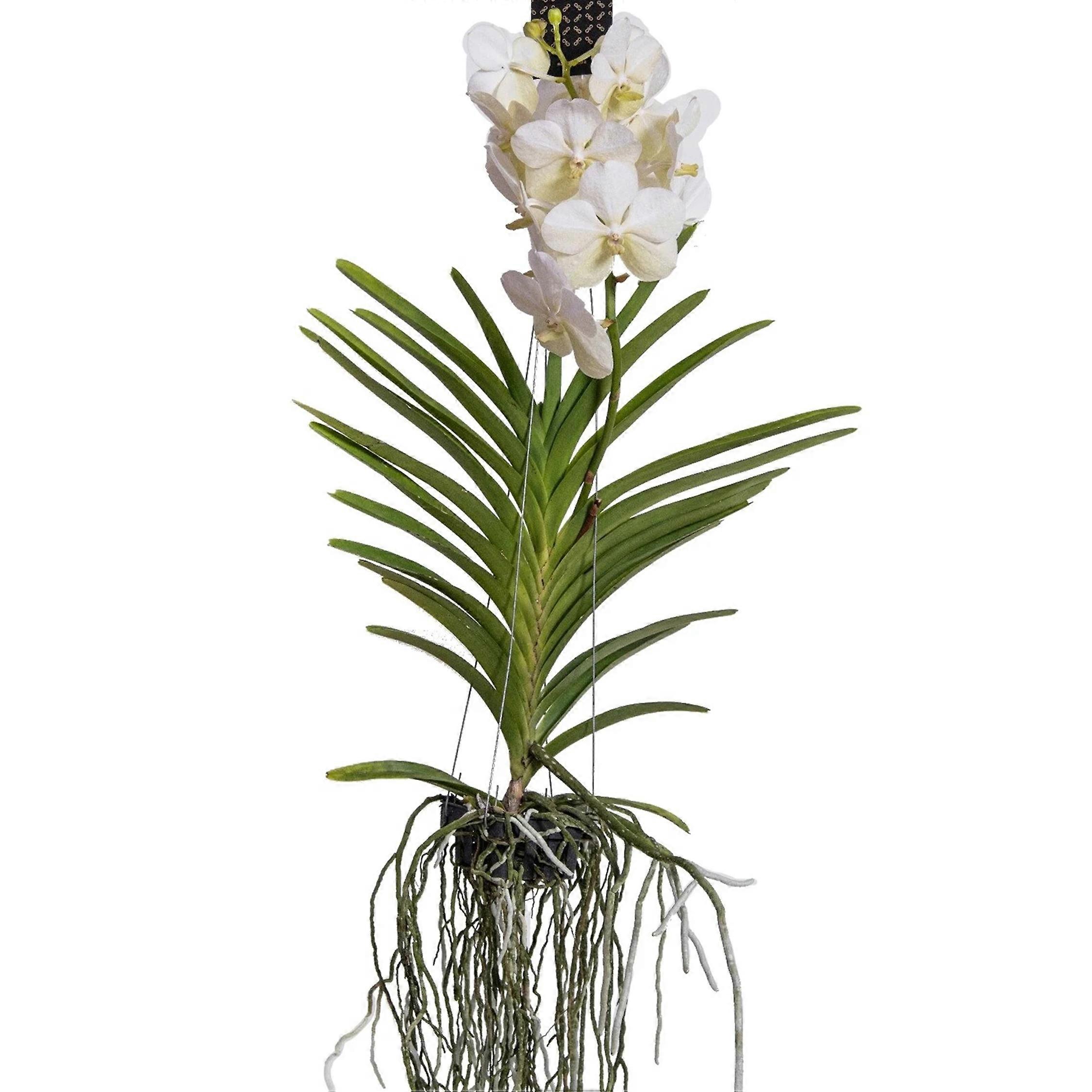 Vanda Orchidée - Vanda 'White' - Hauteur 55-65cm