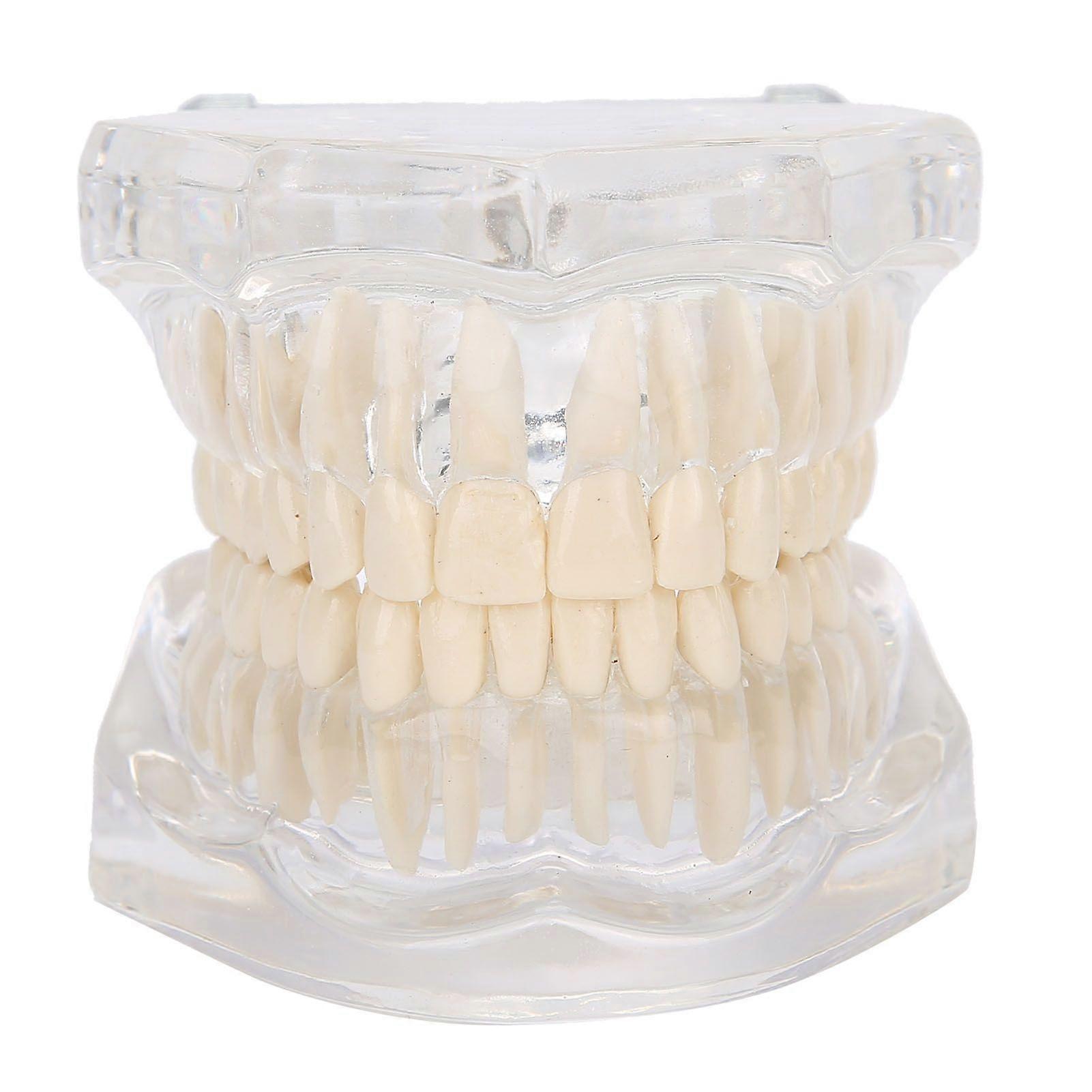 Transparent Acrylic Teeth Model Simulation Dental Teeth Model for Teaching Demonstration
