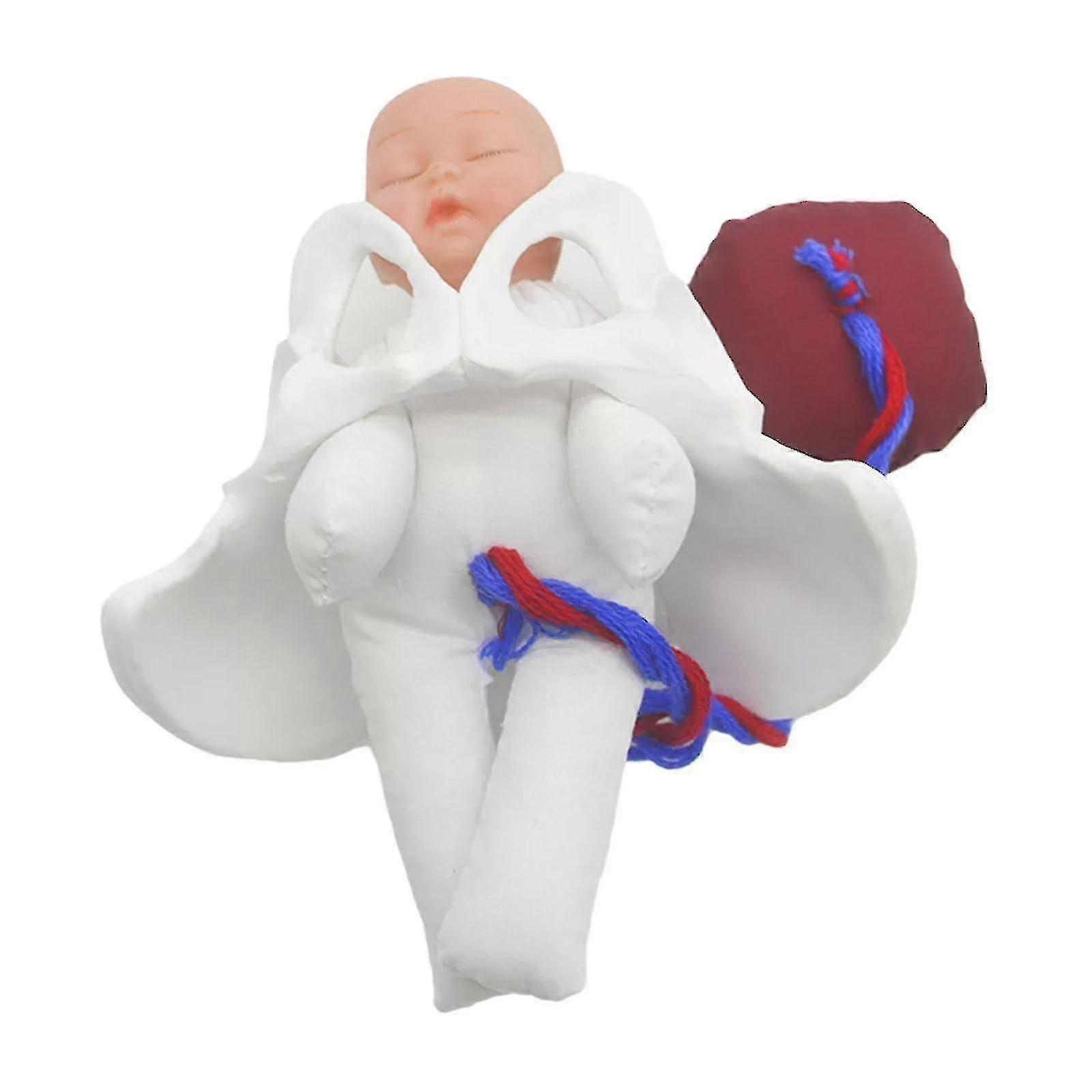Female Pelvis Model Childbirth Model For Science Education Teaching