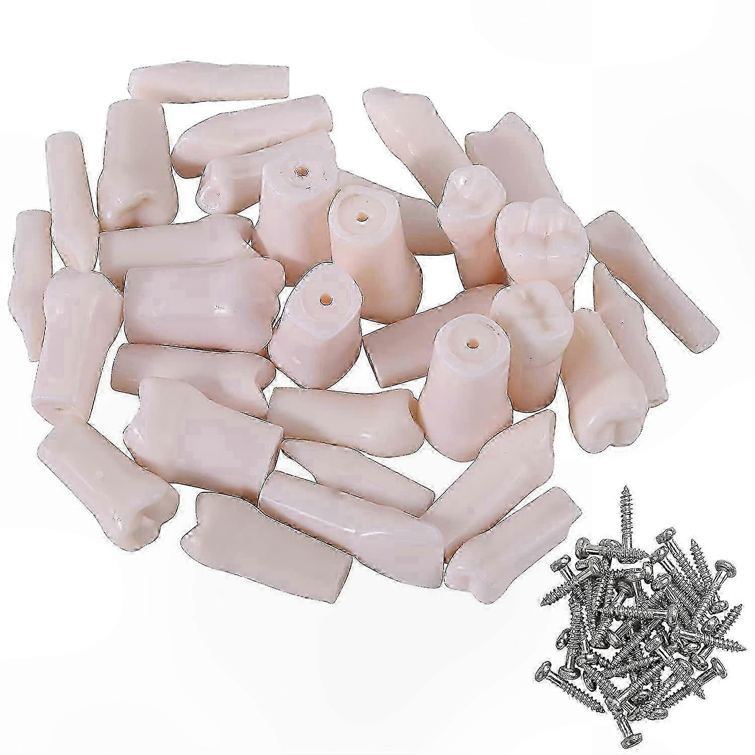 Dental Model Set with 32 Removable Teeth Pieces for Typodont Practice
