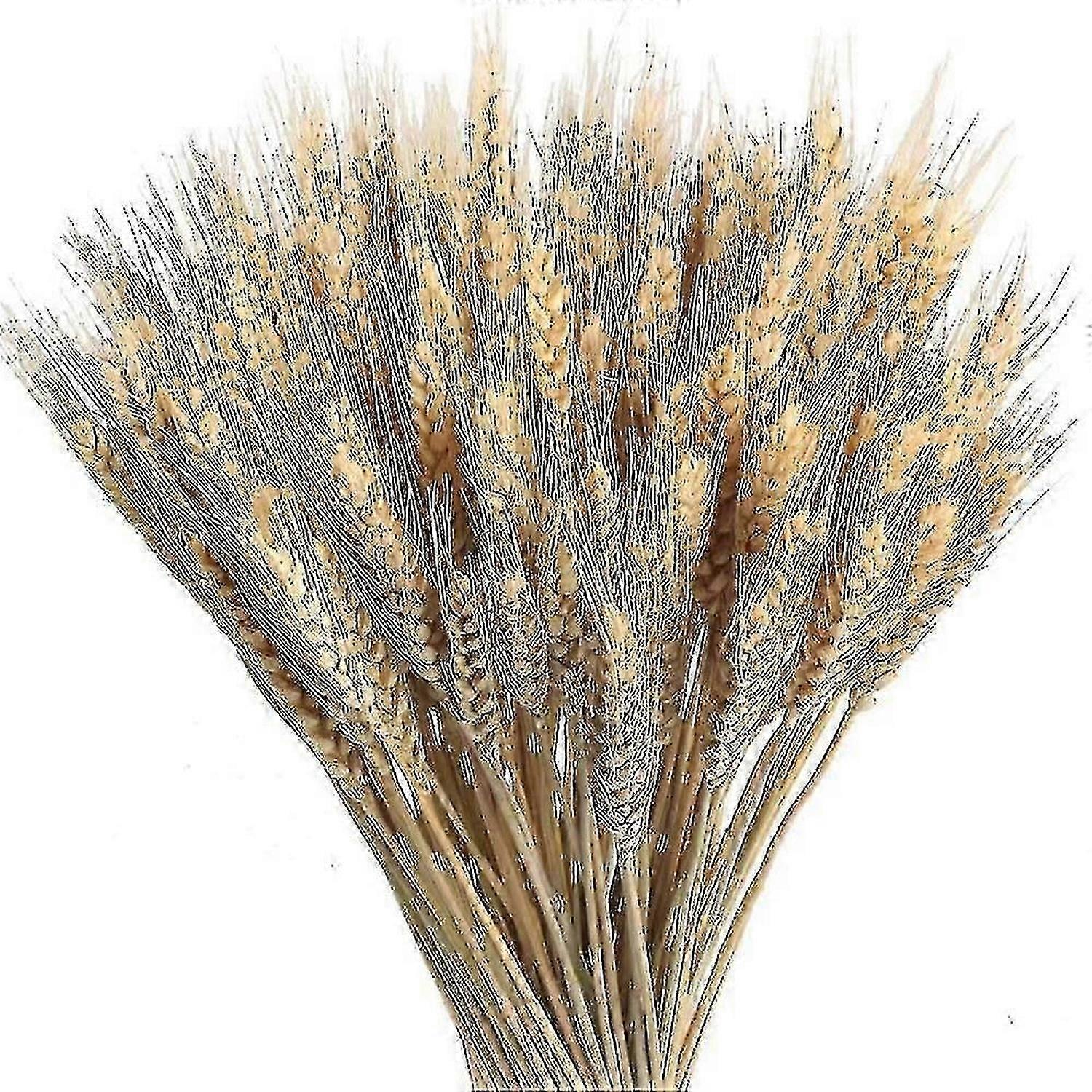 100 قطعة قمح مجفف طبيعي باقات قمح مجفف ديكور قمح مجفف طبيعي دري تو طبيعي