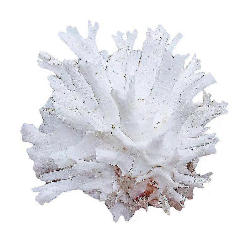 Chrysanthemum Conch Natural Specimen Shell For Home Dcor