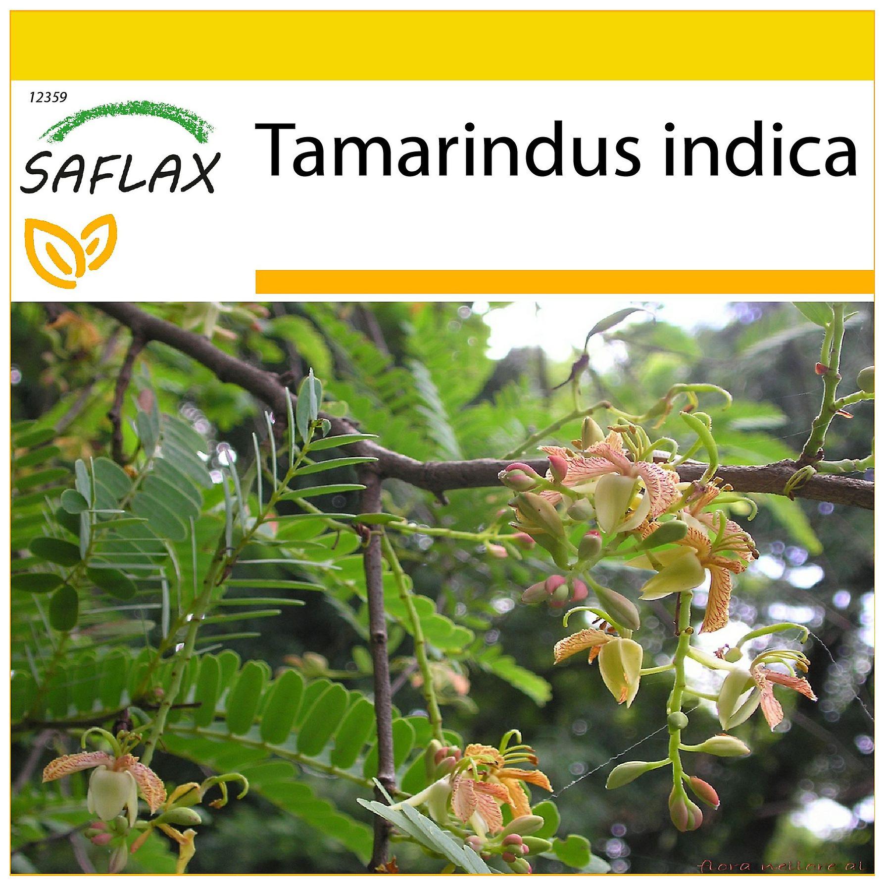 Saflax - Cultivation set - 4 seeds - Tamarind - Tamarinier - Dattier d'Inde - Dattero dell'India - Tamarindo - Tamarinde / Indischer Dattelbaum