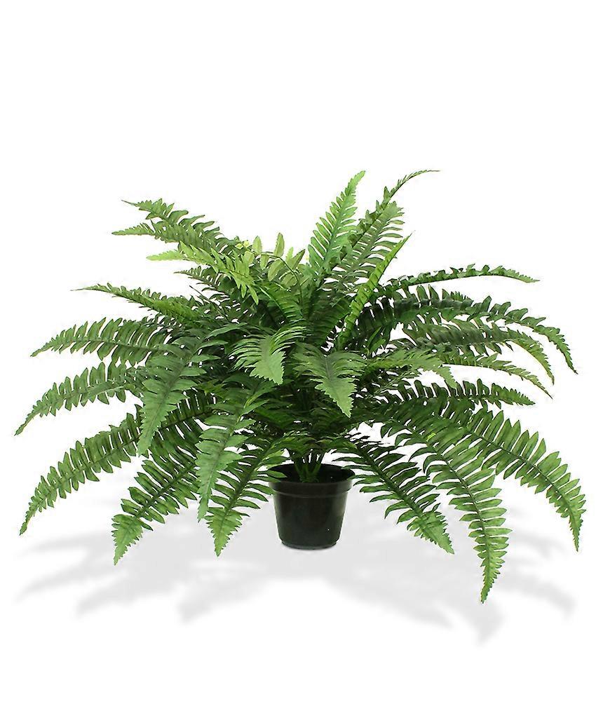 Boston Fern (65 cm)