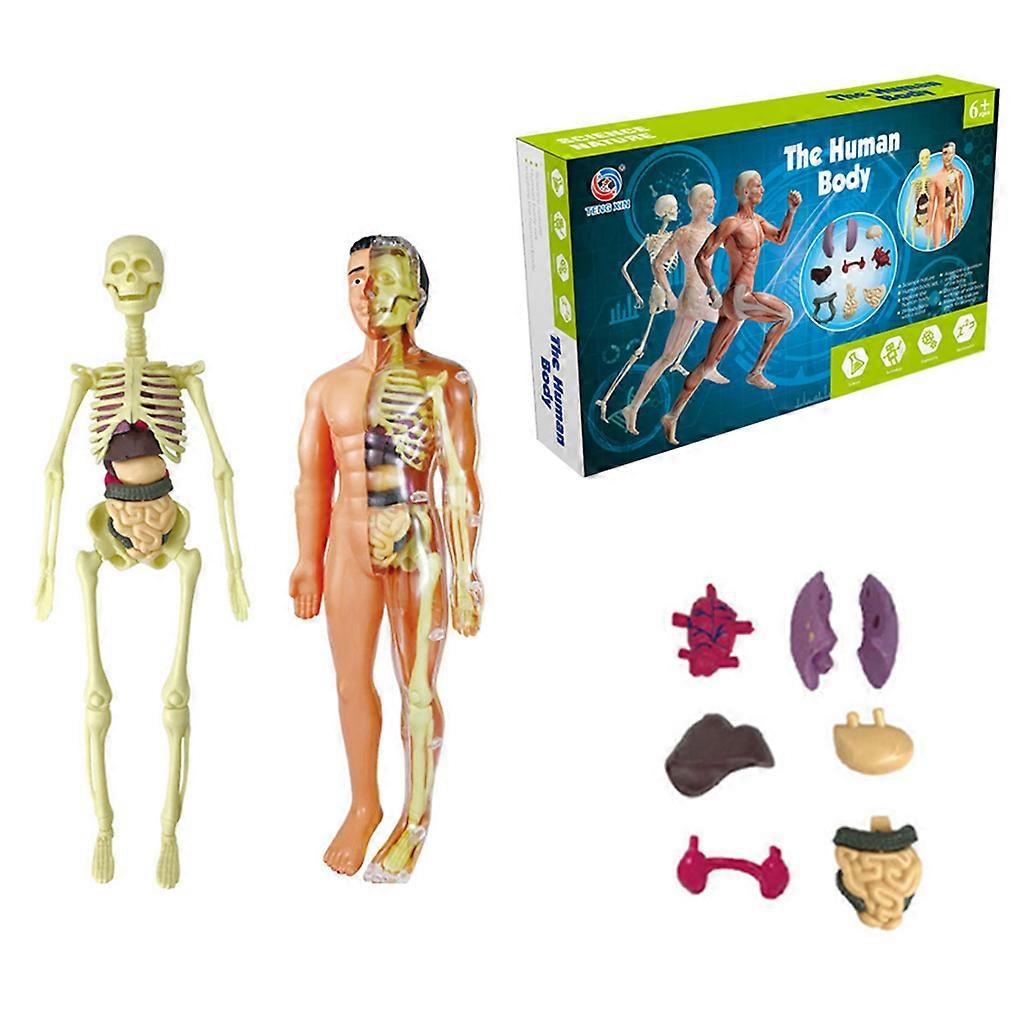 Human Torso Body Model Anatomy Anatomical Medical Internal Organs for Teaching