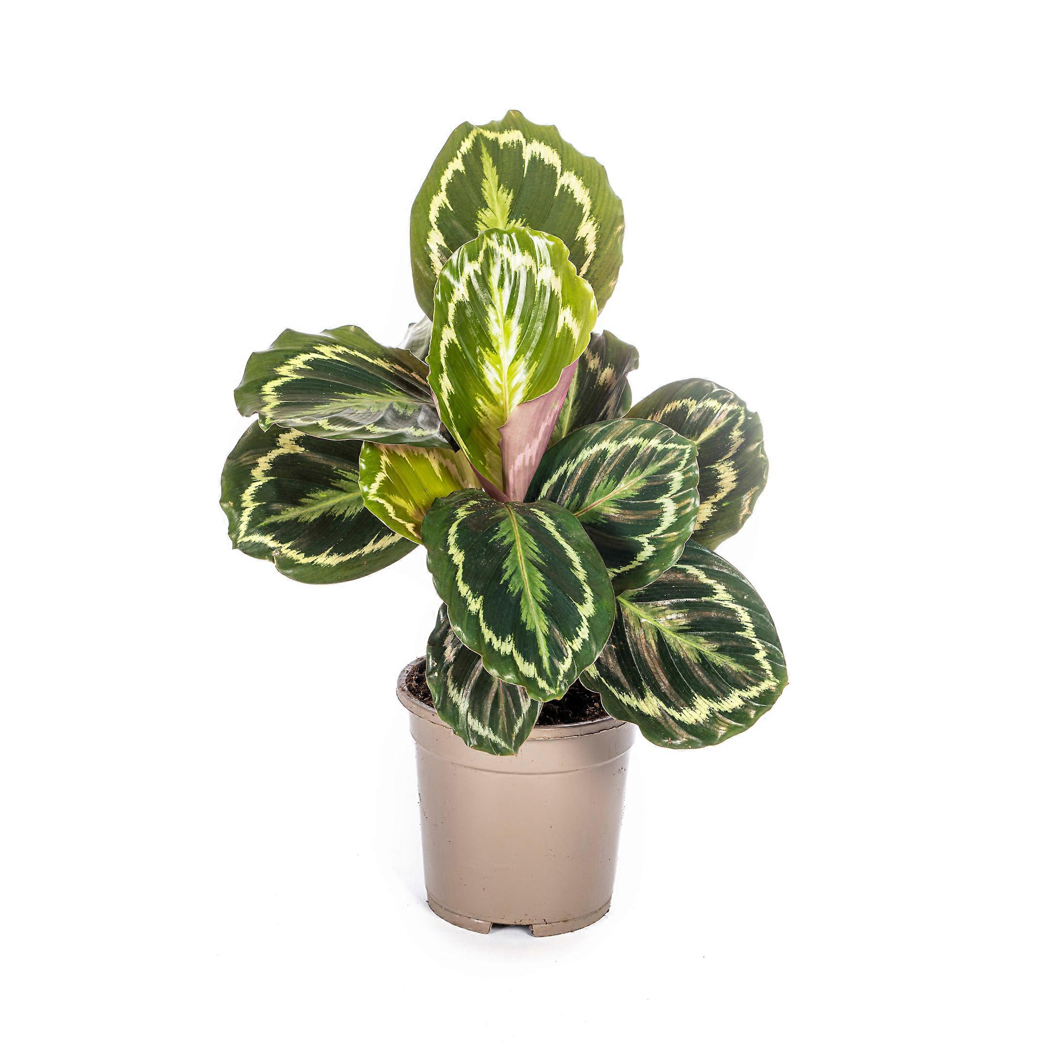 Calathea Medallion - 40-50cm - Ø17cm