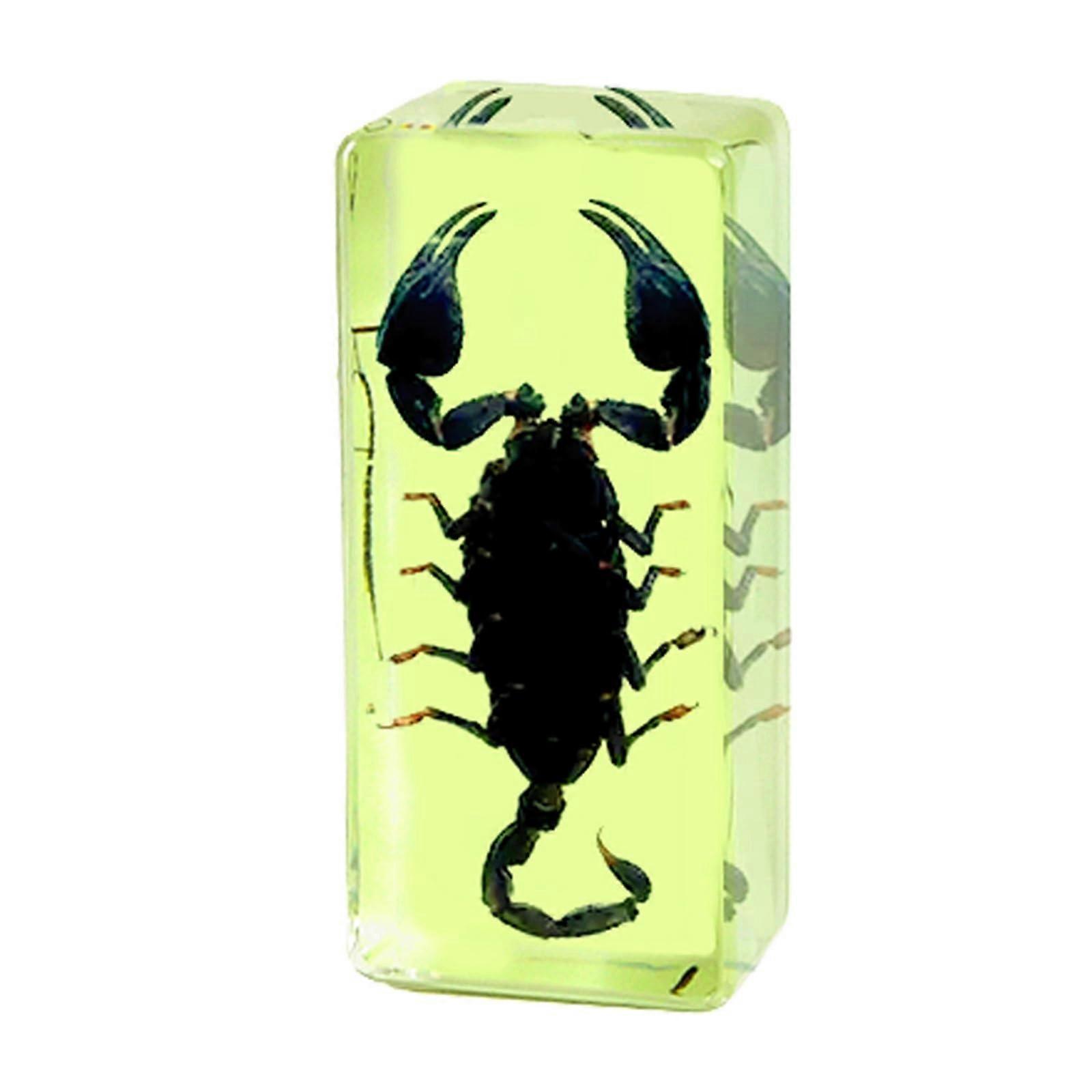 Bugs in Resin Insect Specimen Decor Amber Resin Display Real Animal Taxidermy Centipede Luminous Scorpion